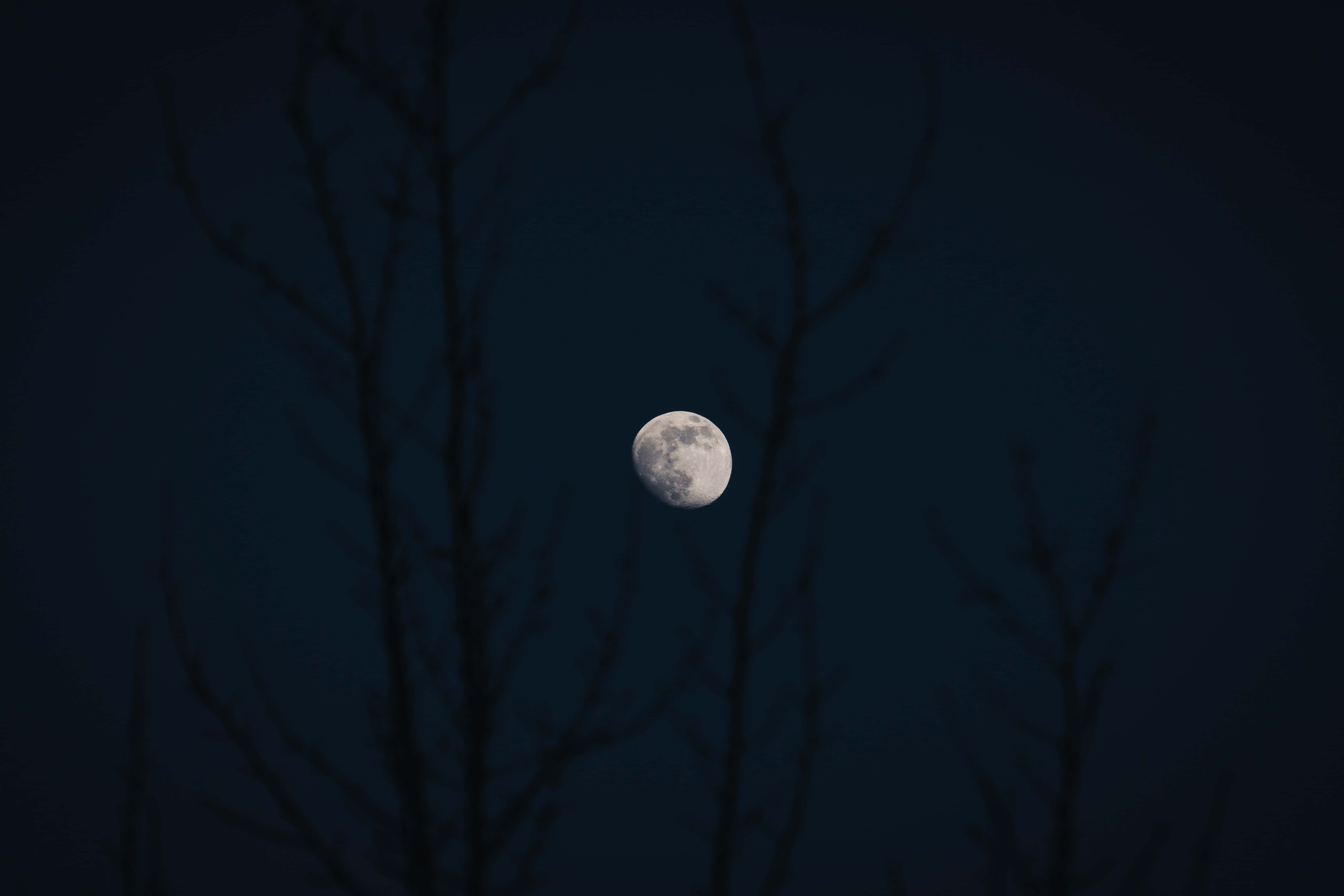 Imagen de Luna con Árboles Desnudos Oscuros Fondos de pantalla
