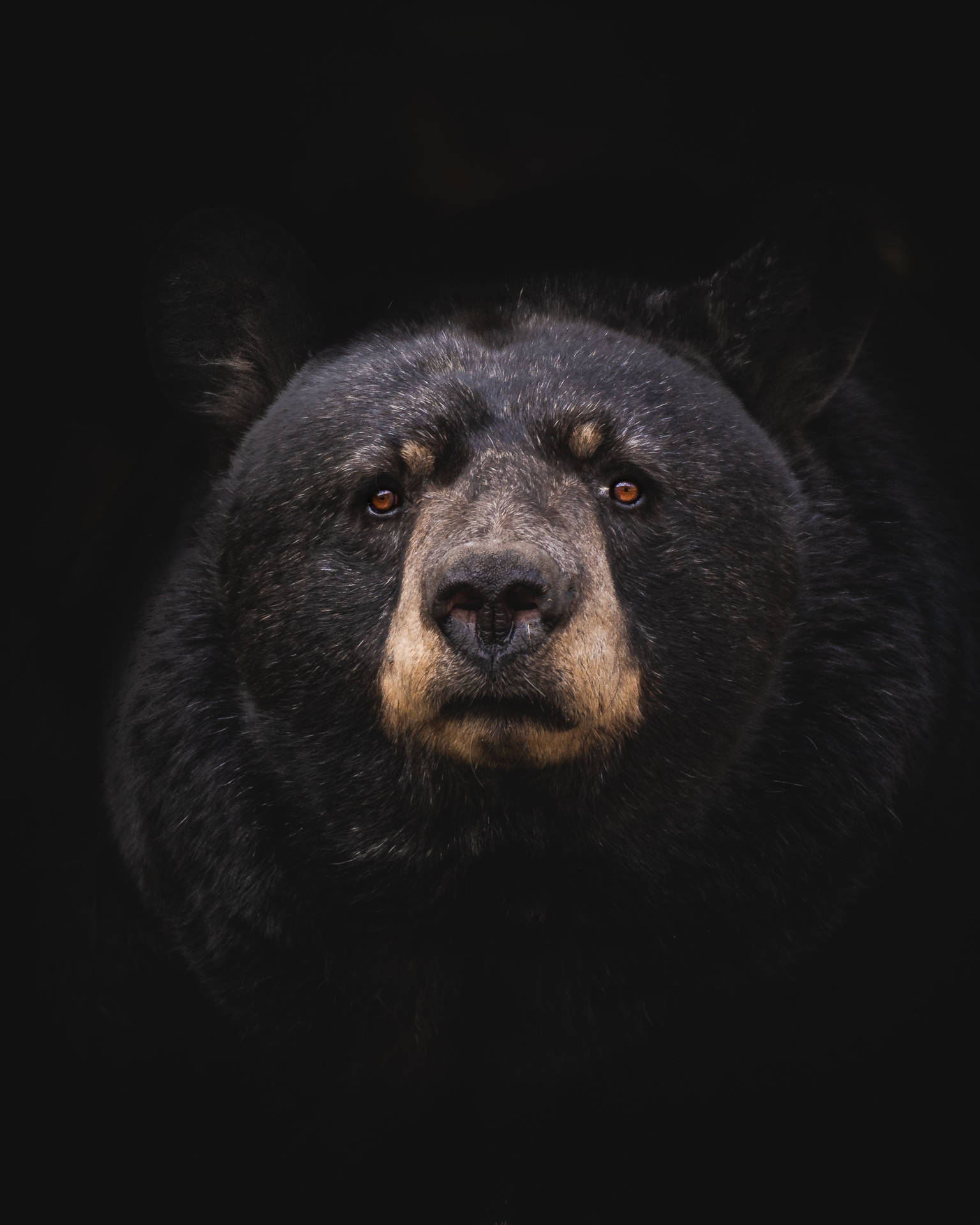 Fondo de pantalla de imagen de oso negro para celular