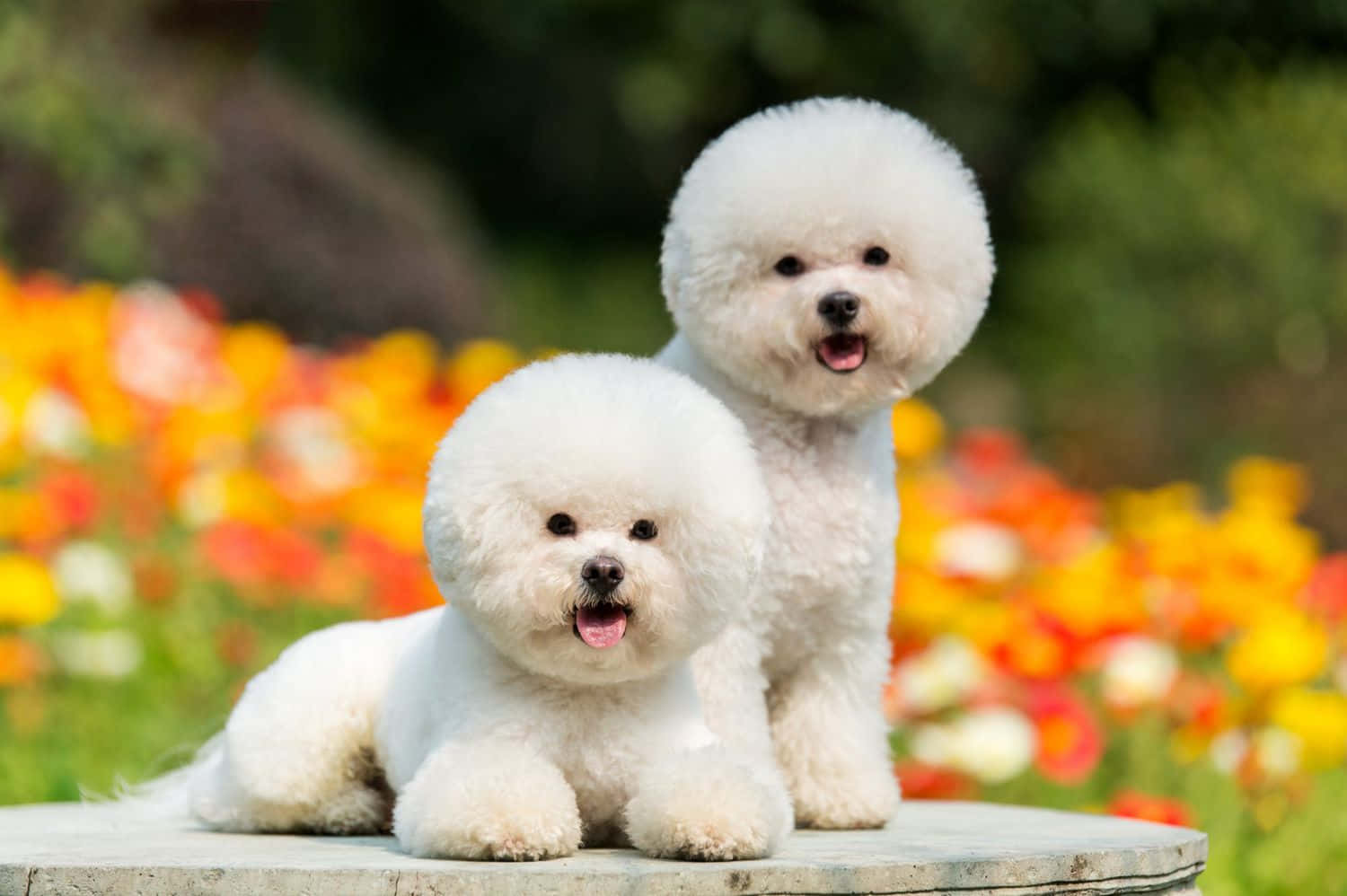 Imagen de Perros Pequeños Bichón Frisé Fondos de pantalla