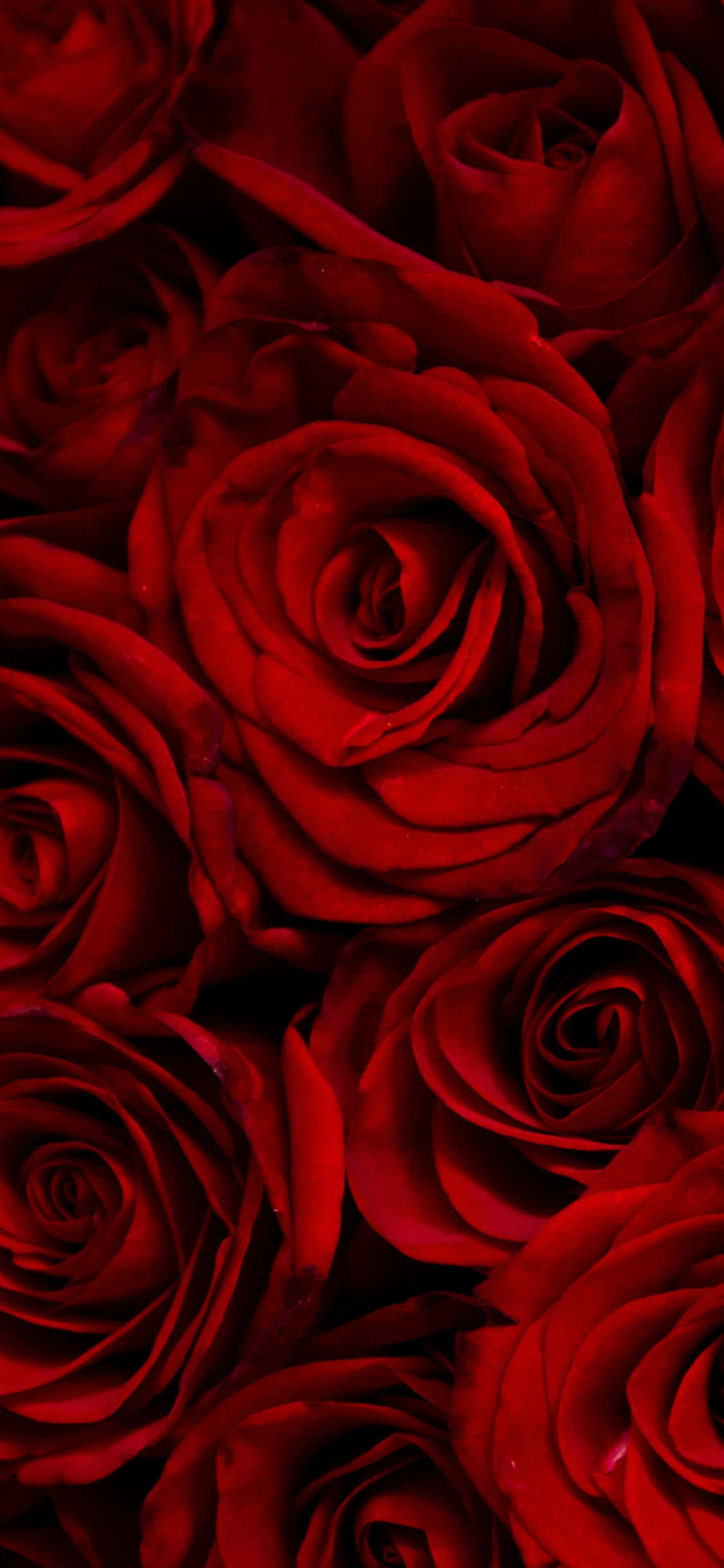 Imagen de Pétalos de Rosas Rojas Fondos de pantalla