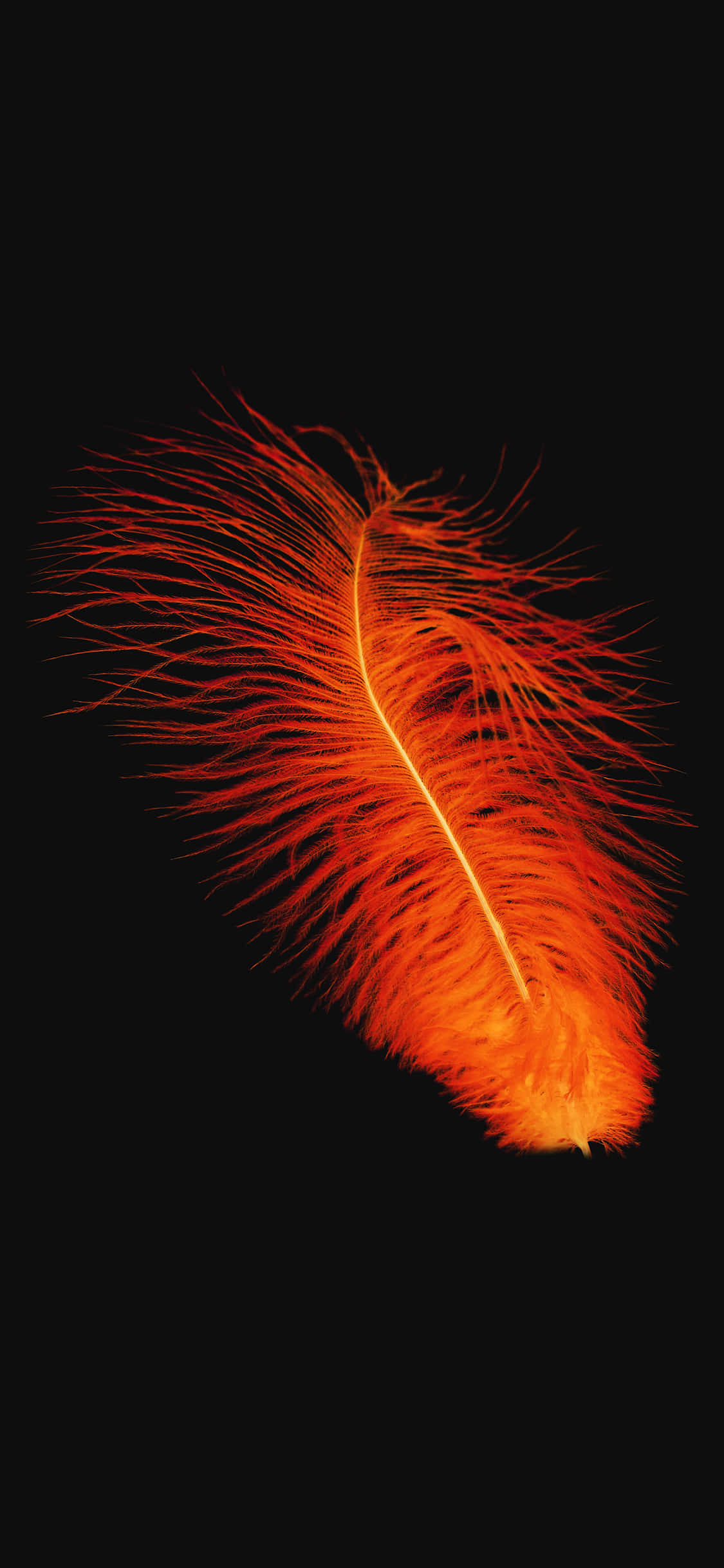 Imagen de Pluma Roja Anaranjada Fondos de pantalla