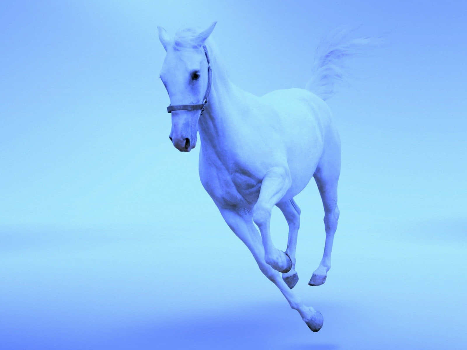 Imagen de un Caballo Lindo y Adorable Fondos de pantalla