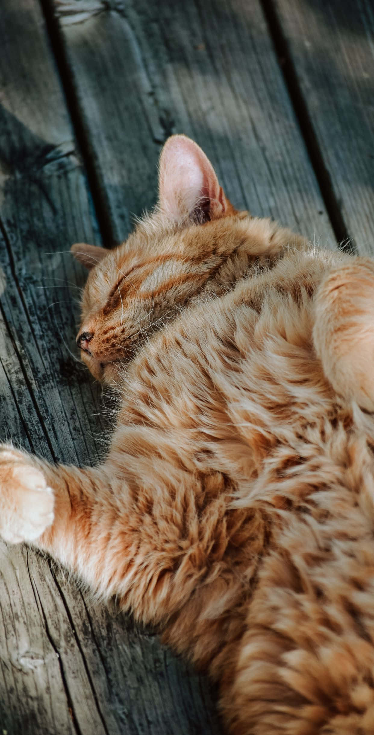 Imagen de un gato atrevido color canela Fondos de pantalla