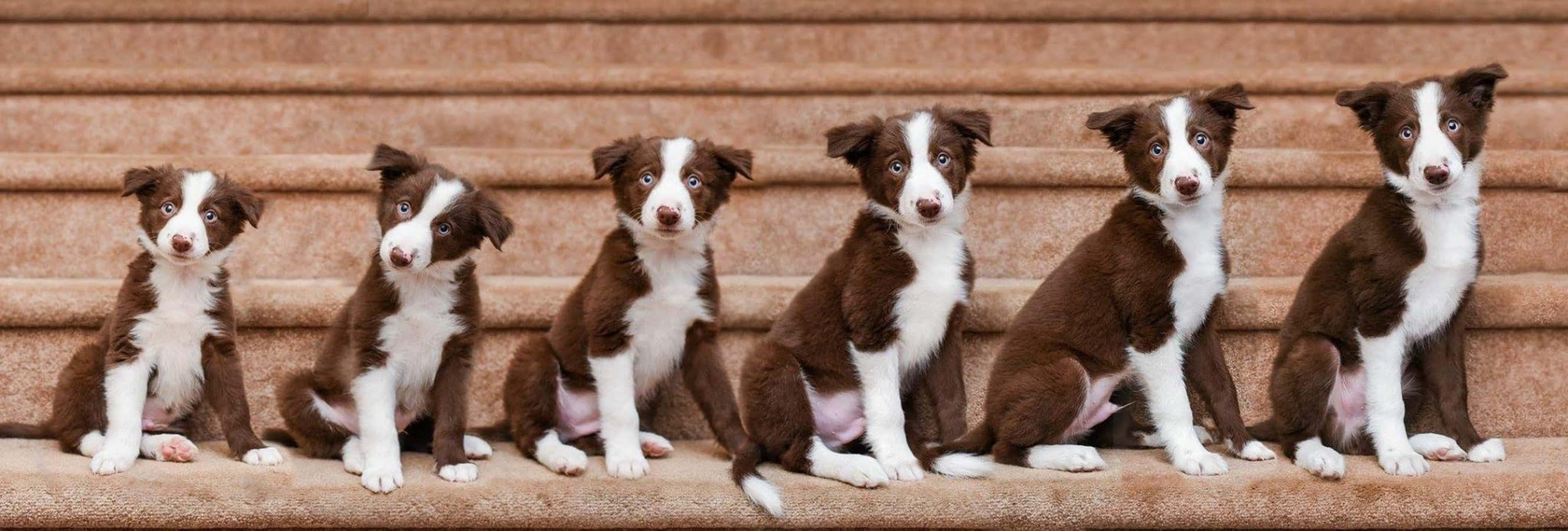 Imagen del Crecimiento Semanal de un Cachorro Border Collie Fondos de pantalla