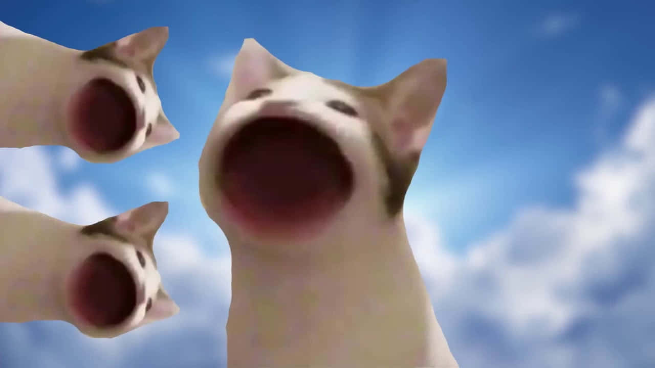 Imagen del Meme del Gato Pop Maldito Fondos de pantalla