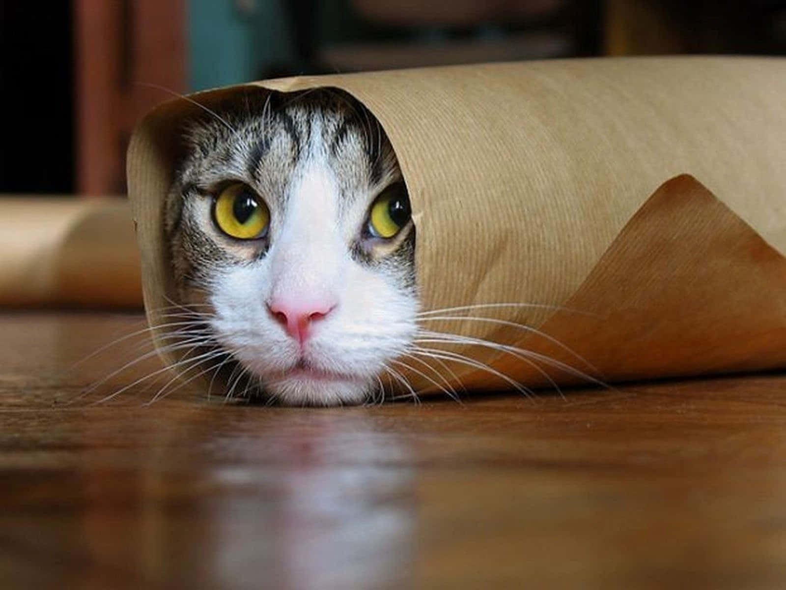 Imagen Divertida de Gato Maldito como Burrito Fondos de pantalla