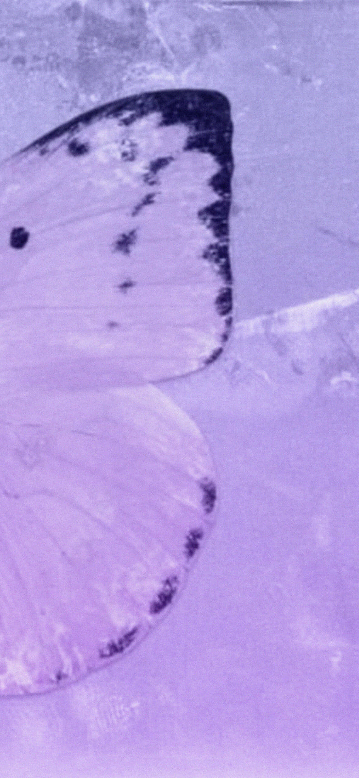 Imagen Estética de Alas de Mariposa Moradas Fondos de pantalla