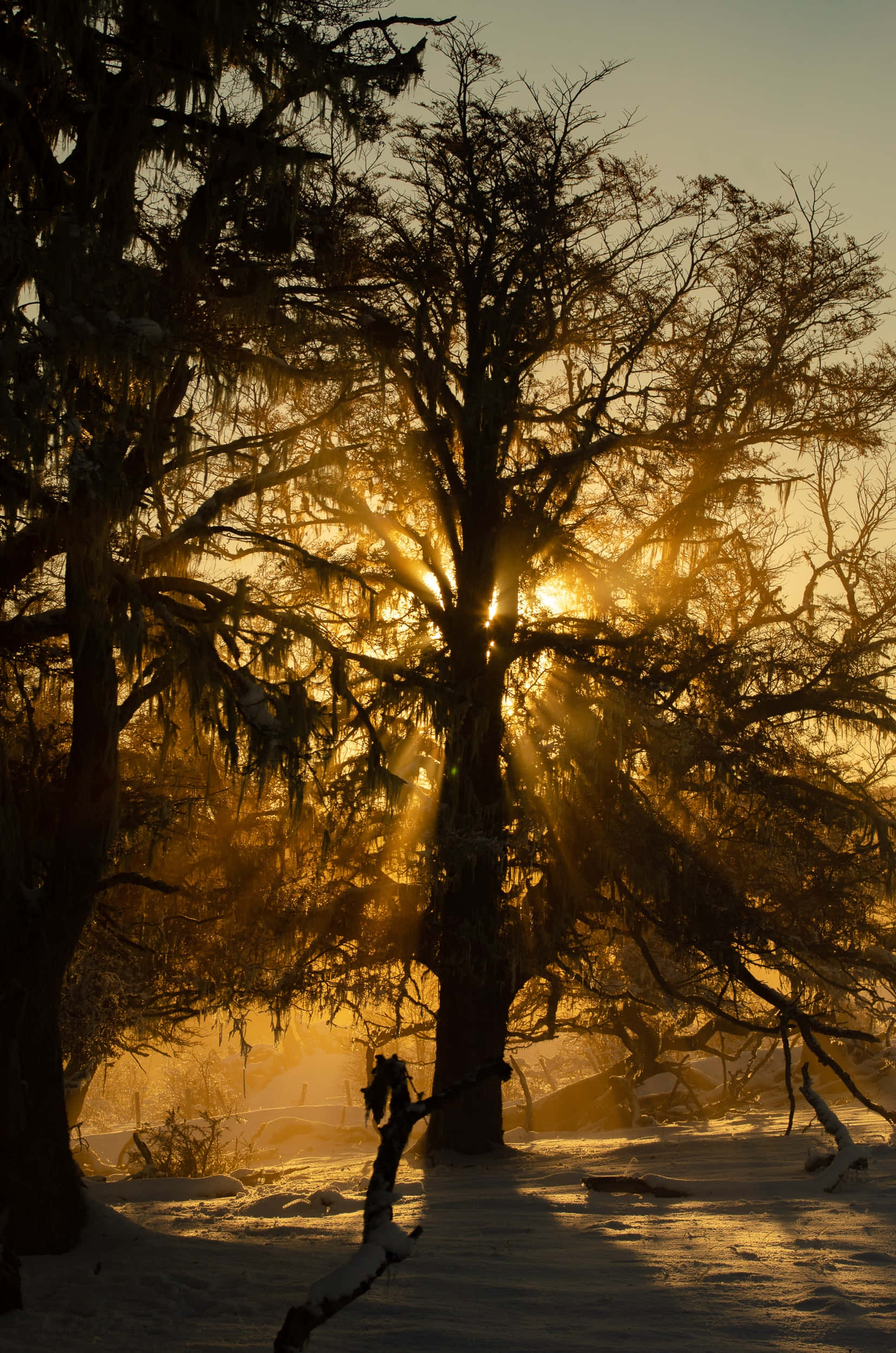 Imagen Estética de una Rama de Árbol al Atardecer Fondos de pantalla