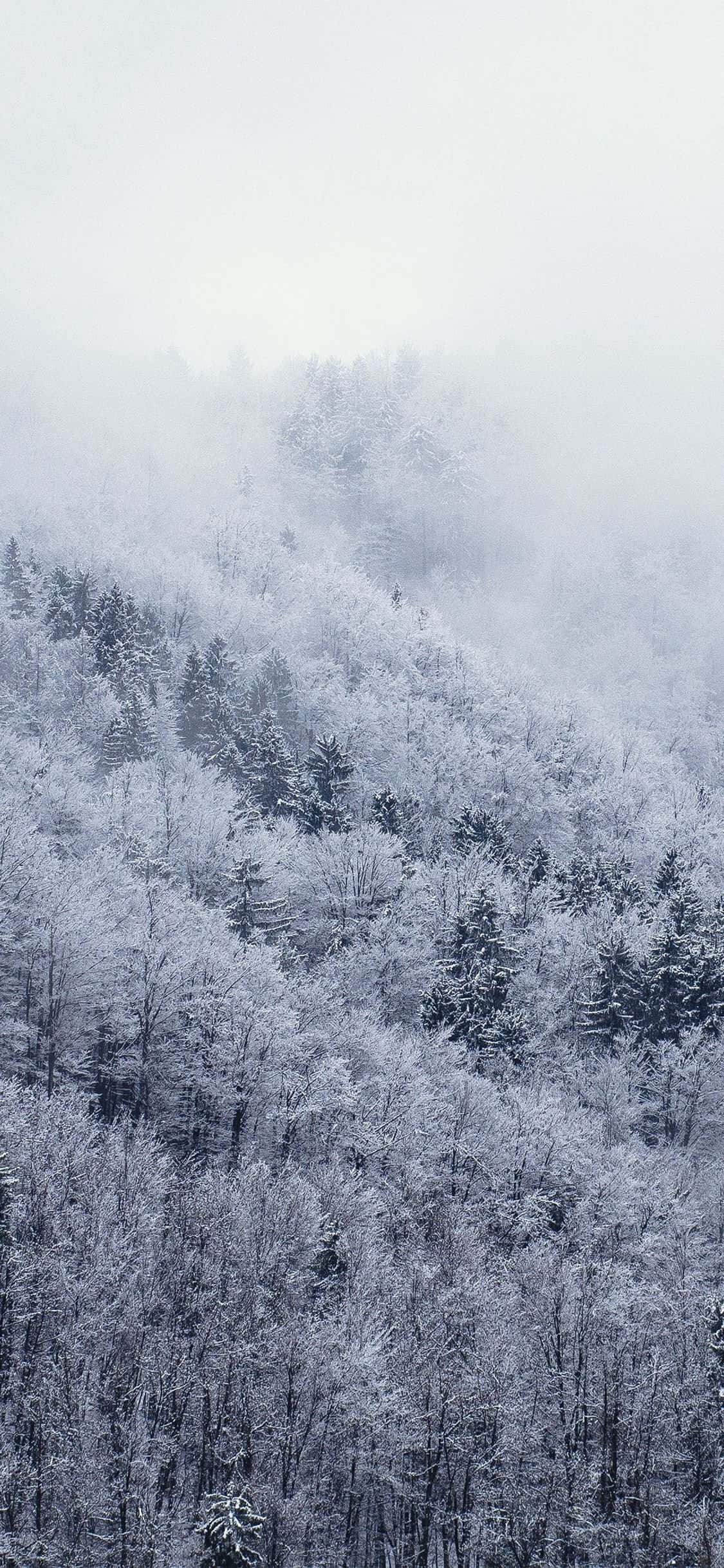 Imagen Explora el Paraíso Invernal Blanco con el Snow iPhone Fondos de pantalla