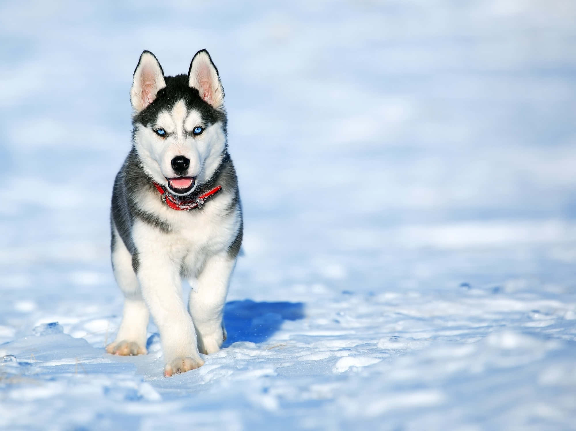 Imagen Feroz de Perro Husky Siberiano en la Nieve Fondos de pantalla