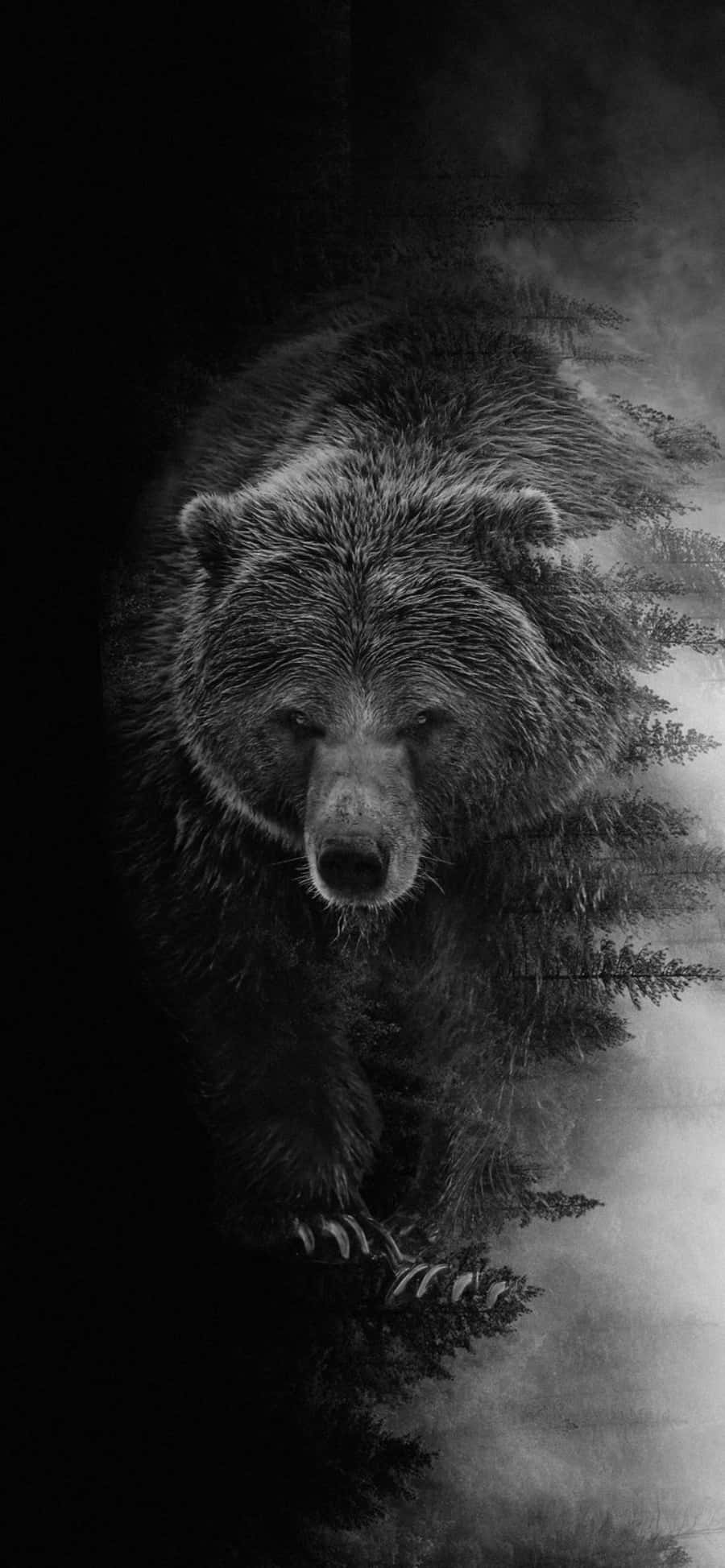 Imagen genial editada de un oso negro Fondos de pantalla