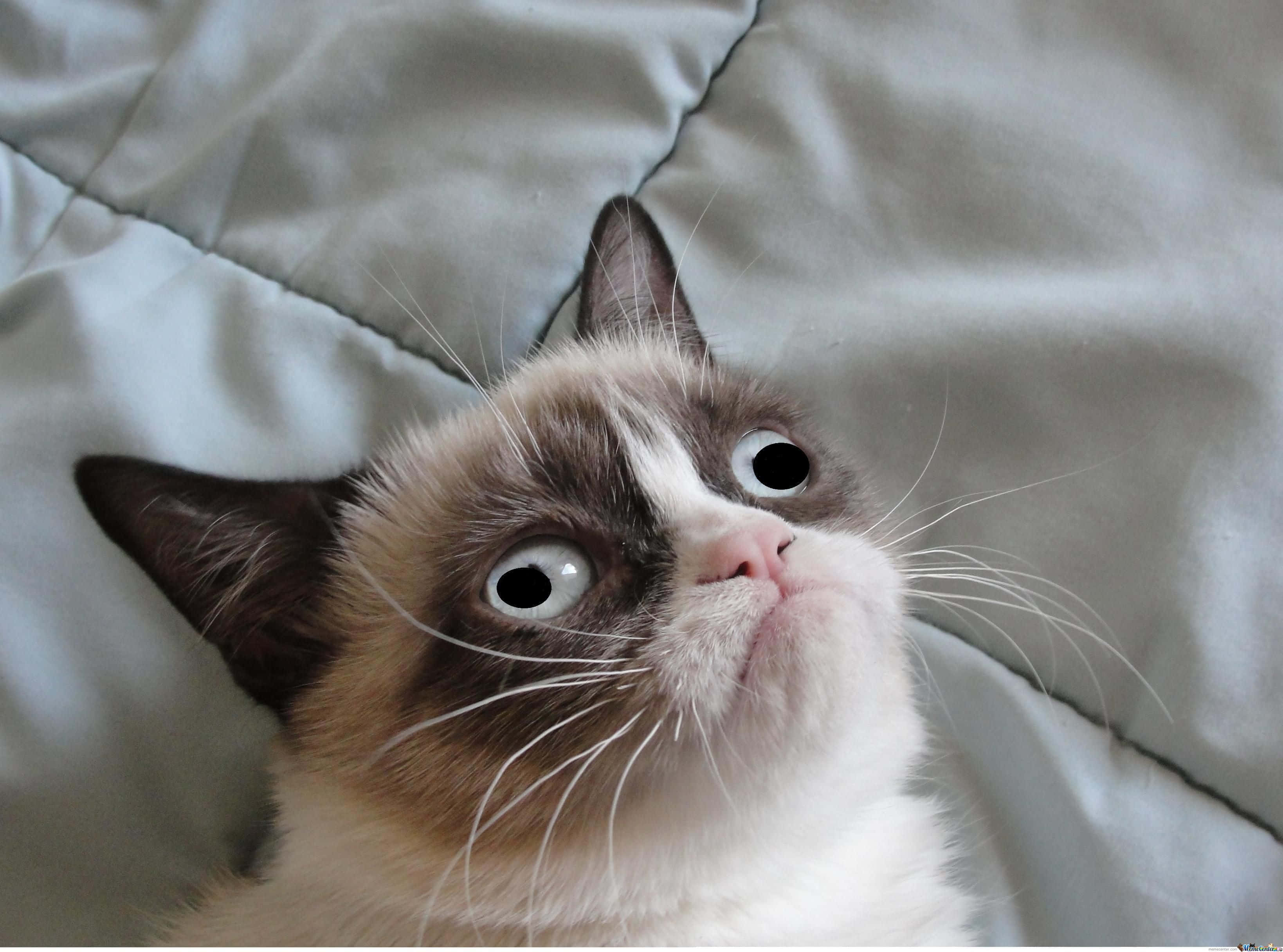 Imagen Maldita de Gato Grumpy Cat Fondos de pantalla