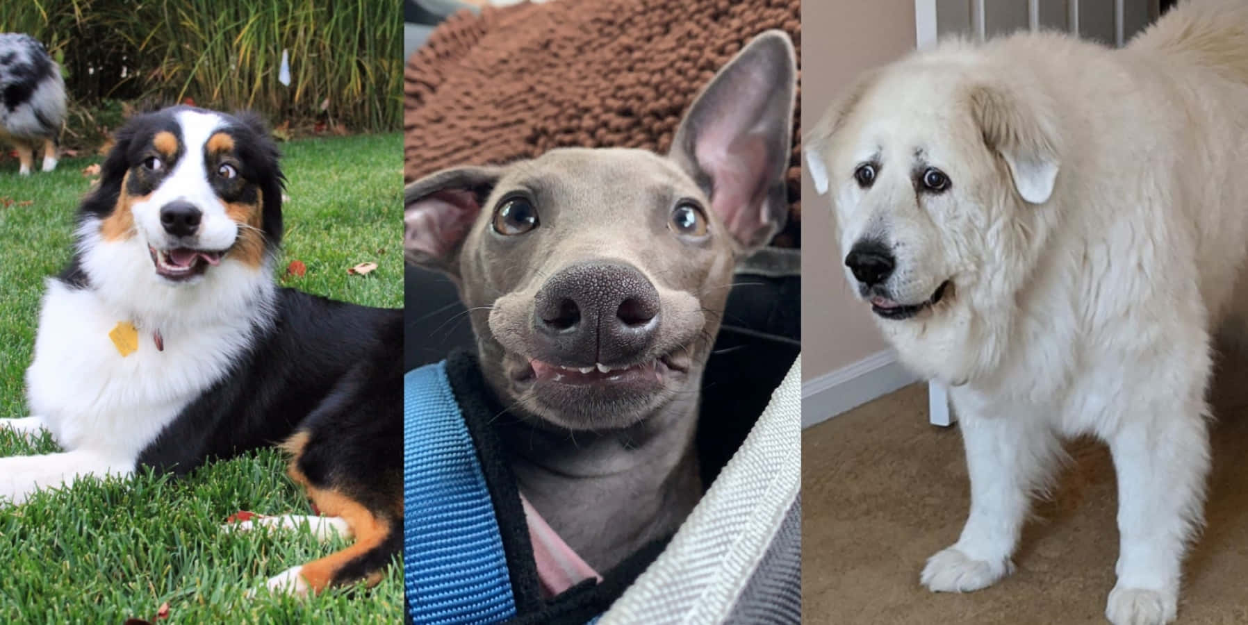 Imagen Popular de Perros Graciosos de Memes Fondos de pantalla