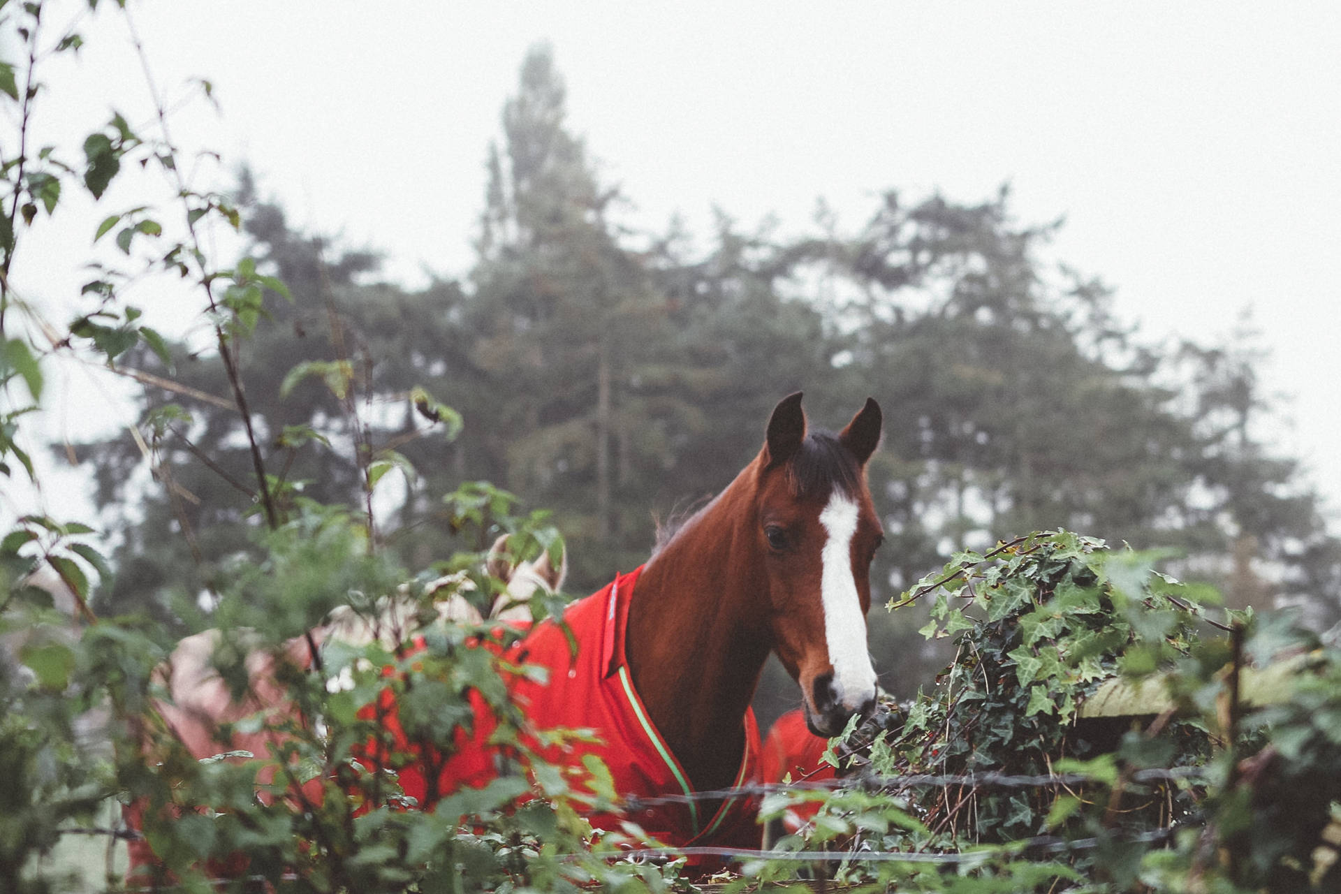 Un caballo marrón con traje rojo fondo de pantalla