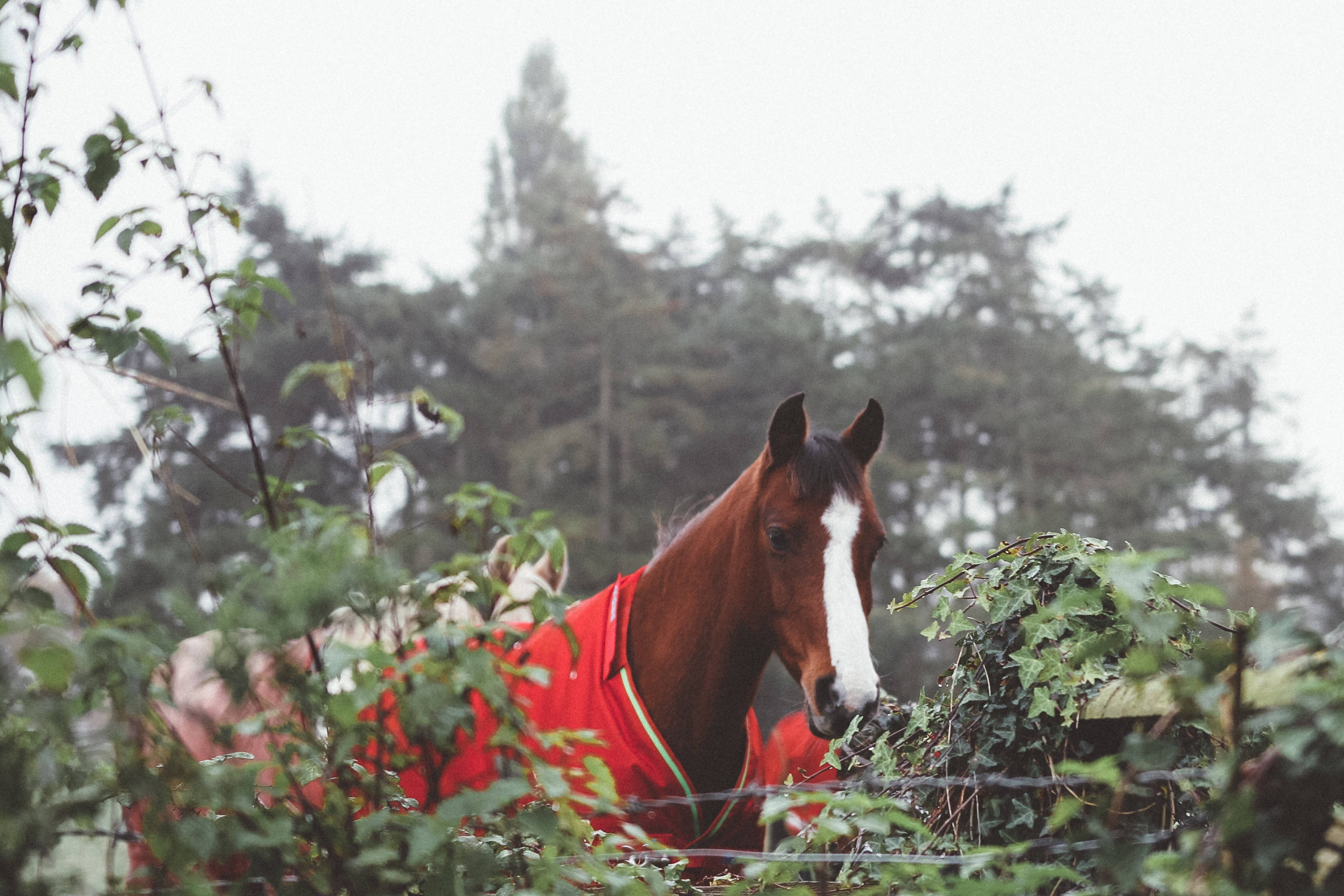 Imagen: Un espectacular caballo marrón con traje rojo Fondos de pantalla