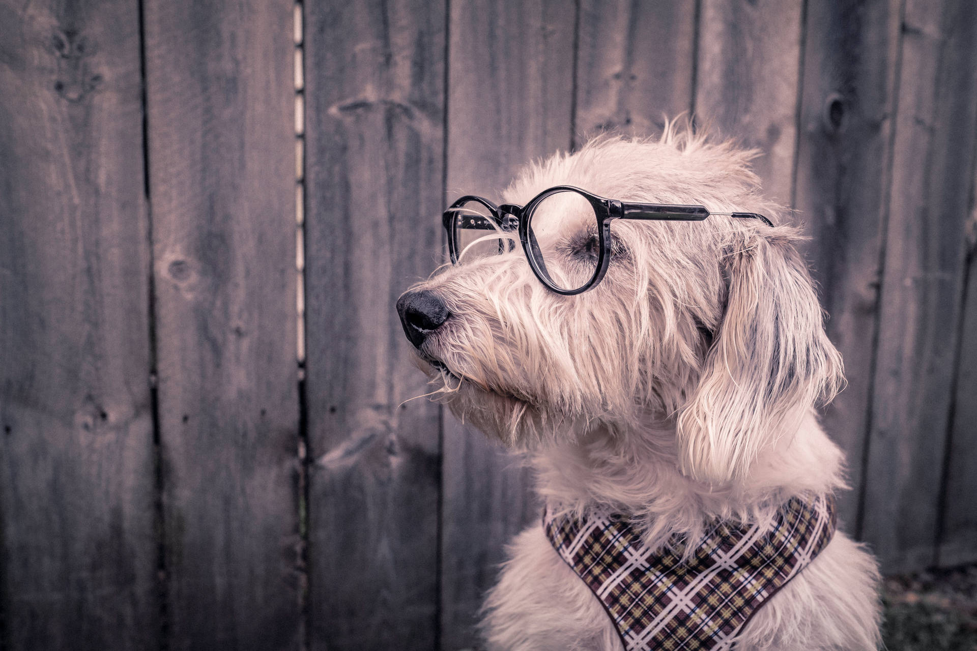 Fondo de pantalla de perro blanco nerd con gafas y bufanda