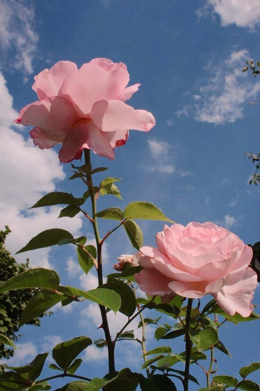 Imagen Una flor rosa estética Fondos de pantalla