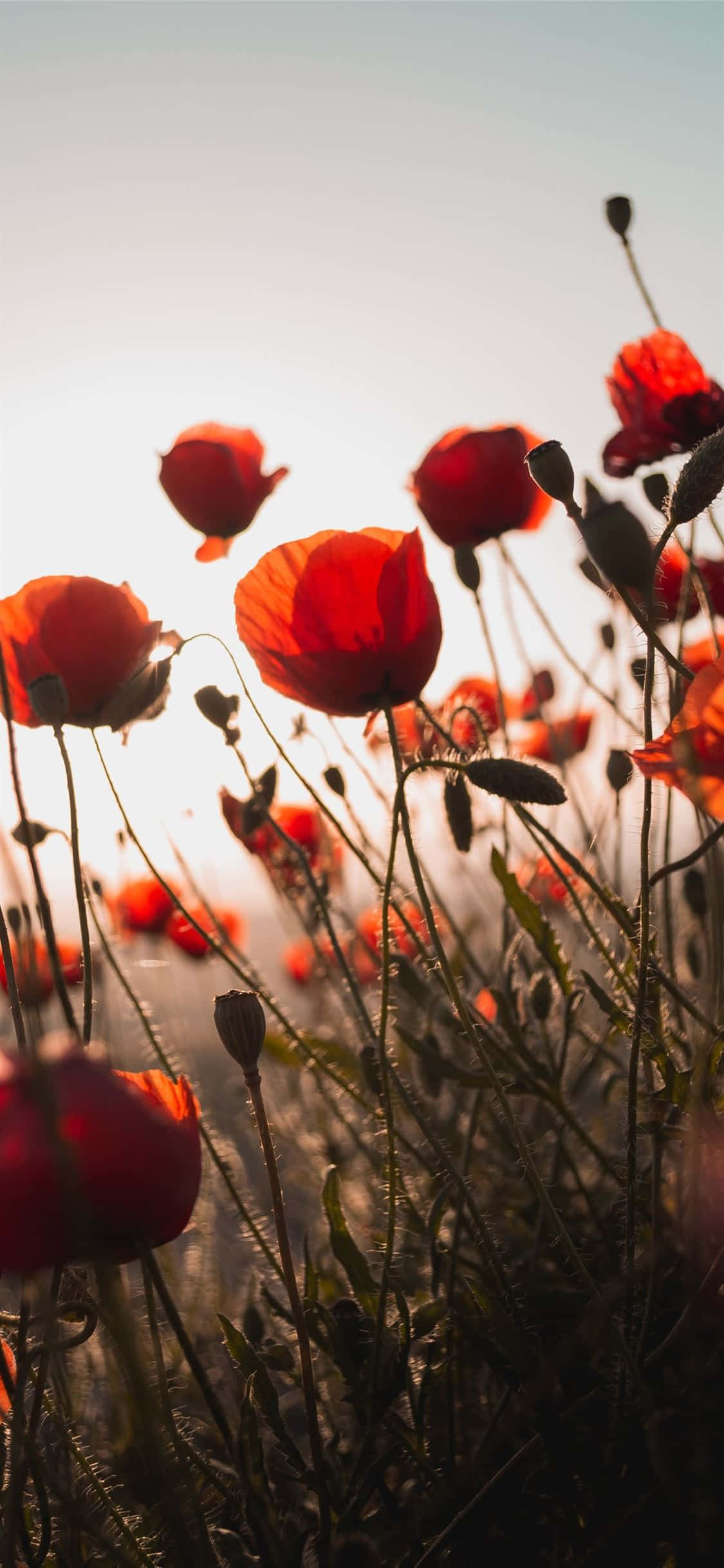 Imagen “Una Hermosa Flor Roja Muestra la Estética de la Naturaleza en Plena Floración” Fondos de pantalla