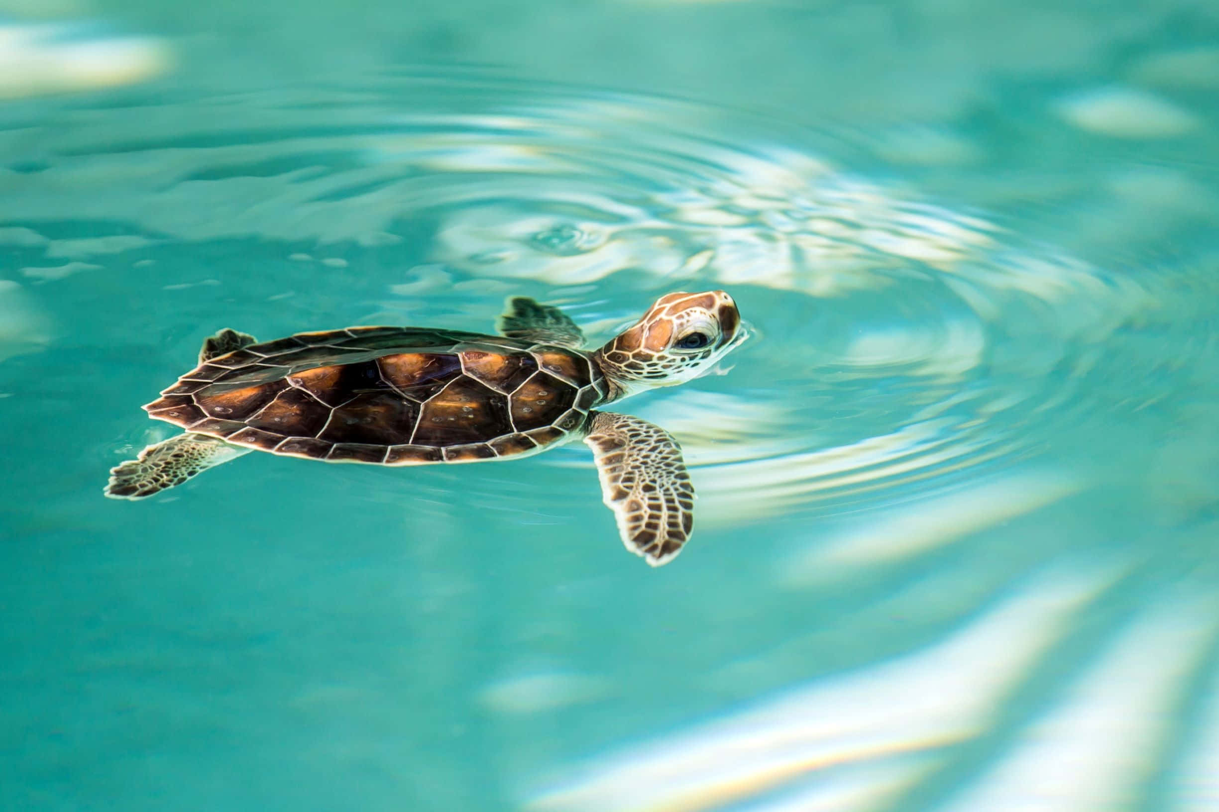 Imagen: Una tortuga bebé nadando en un acuario Fondos de pantalla