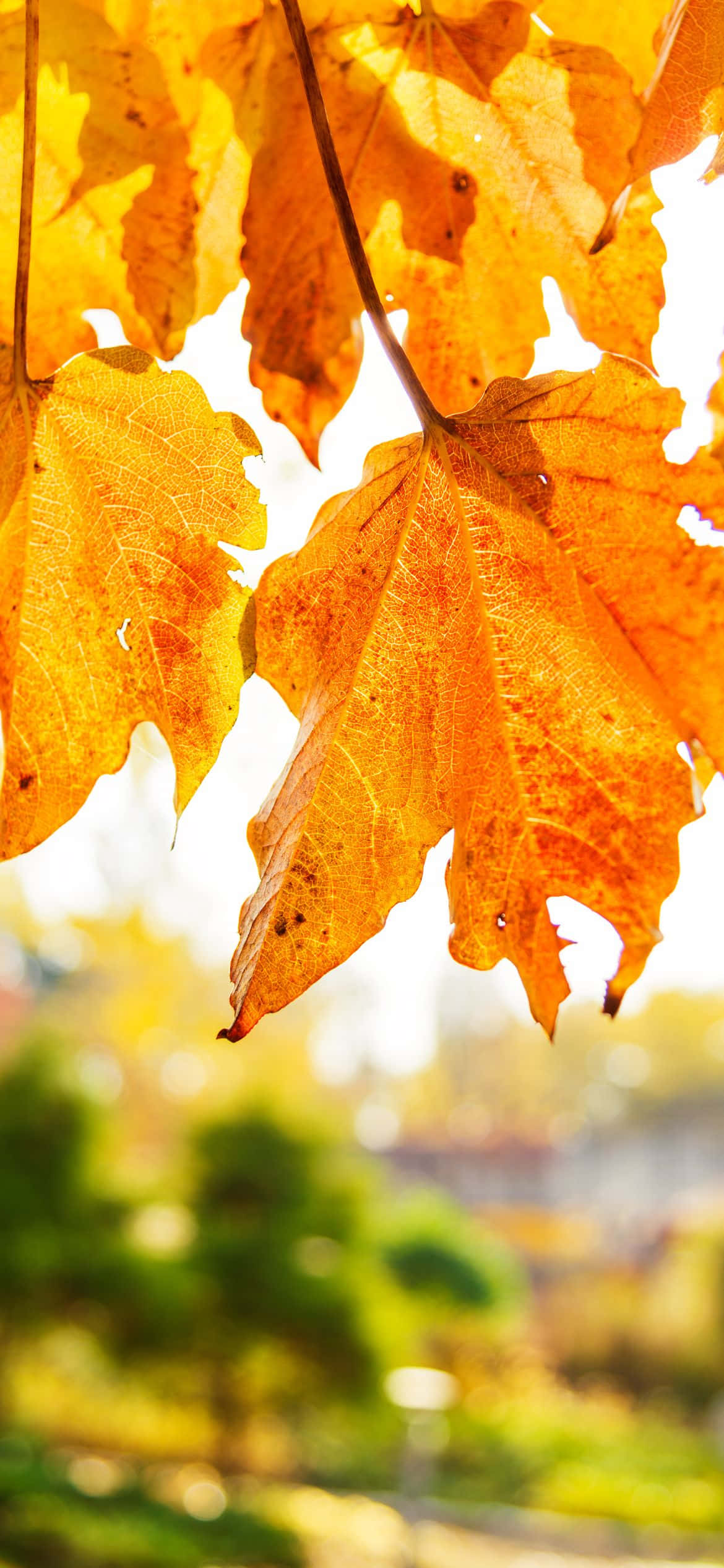 Imagen: Una vista impresionante del follaje vibrante de otoño Fondos de pantalla