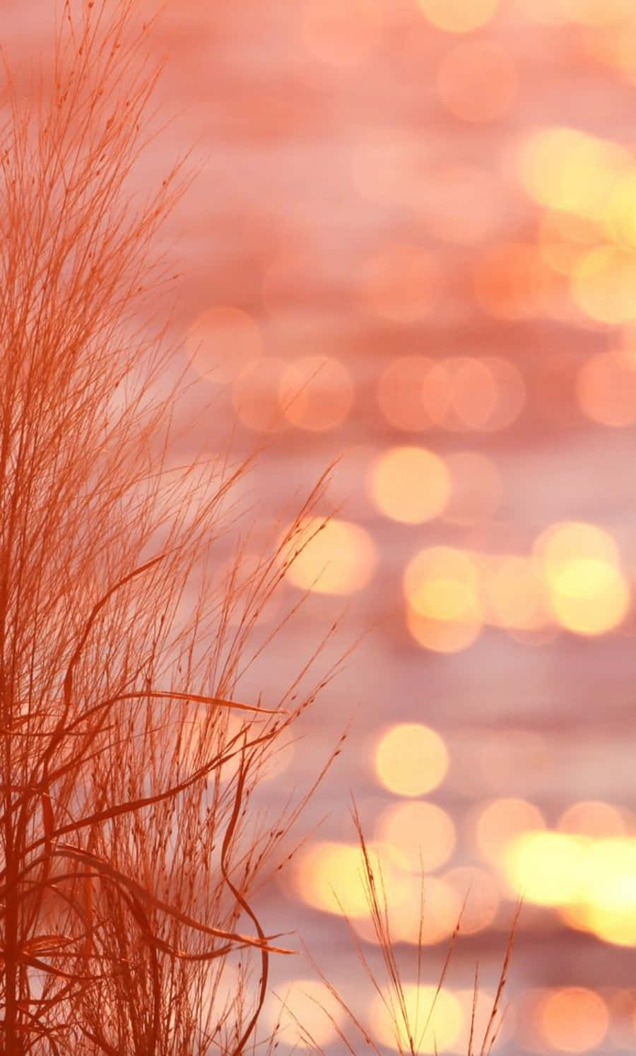 Imágenes Color Durazno Atardecer Estético Fondos de pantalla