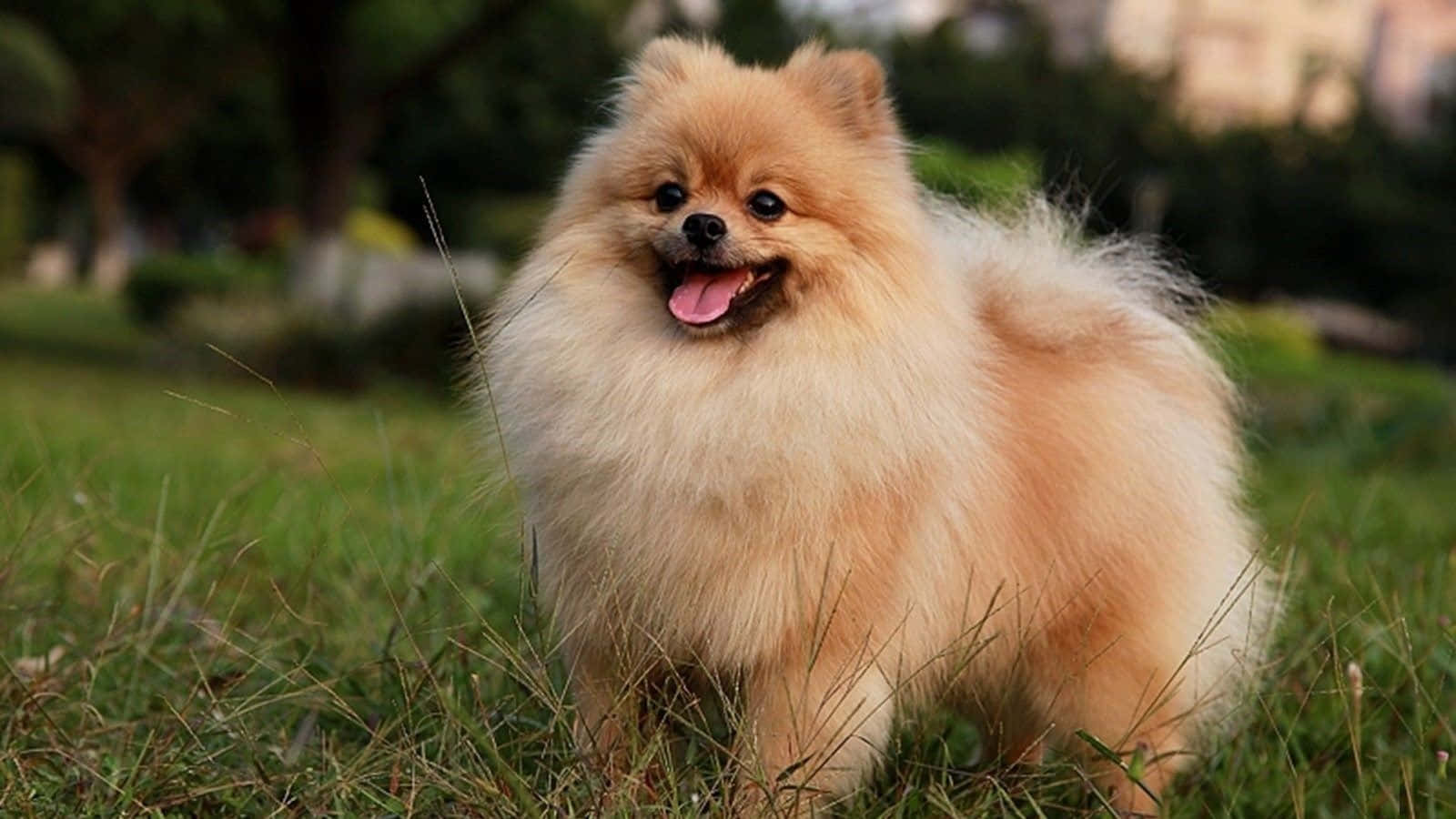 Imágenes de Cachorro Pomerania Jugando Fondos de pantalla