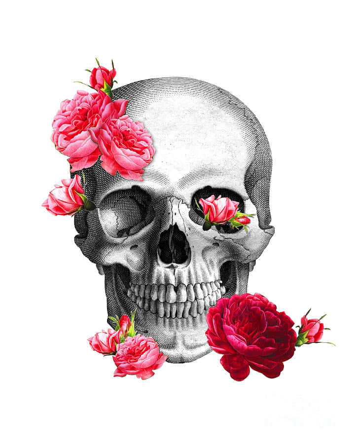 Imágenes de calaveras Fondos de pantalla
