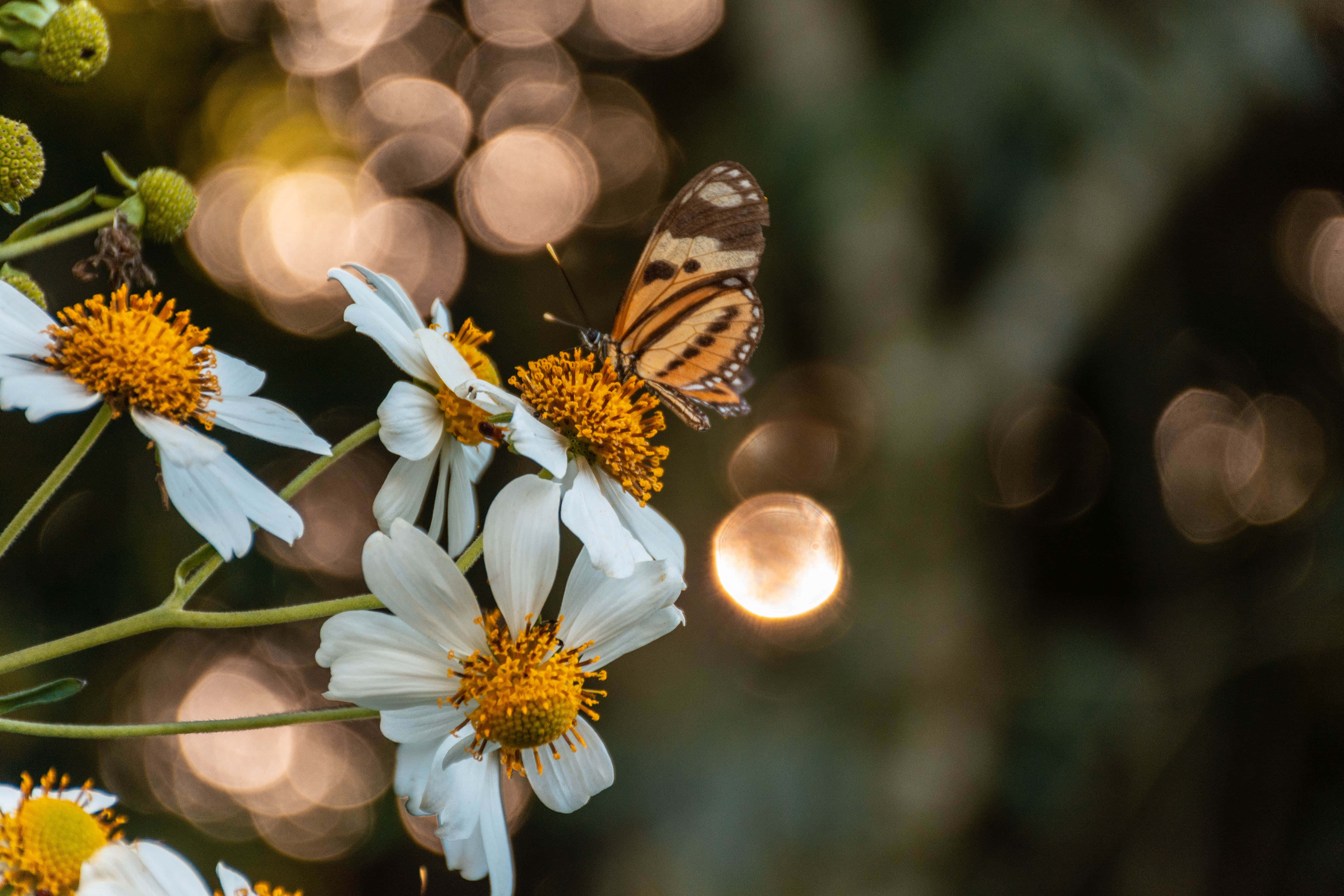 Imágenes de estética de mariposas Fondos de pantalla