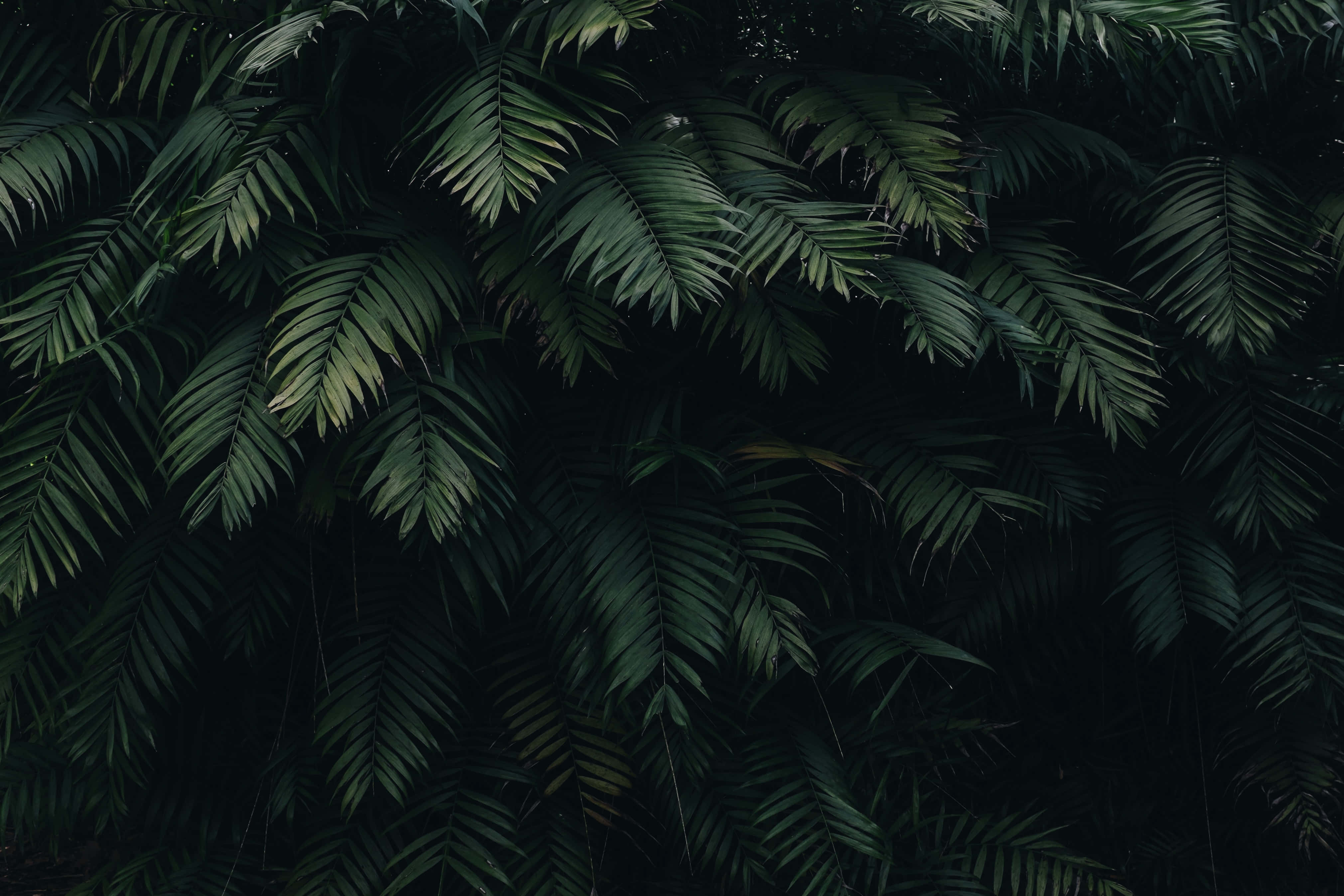 Imágenes de estética verde oscuro Fondos de pantalla