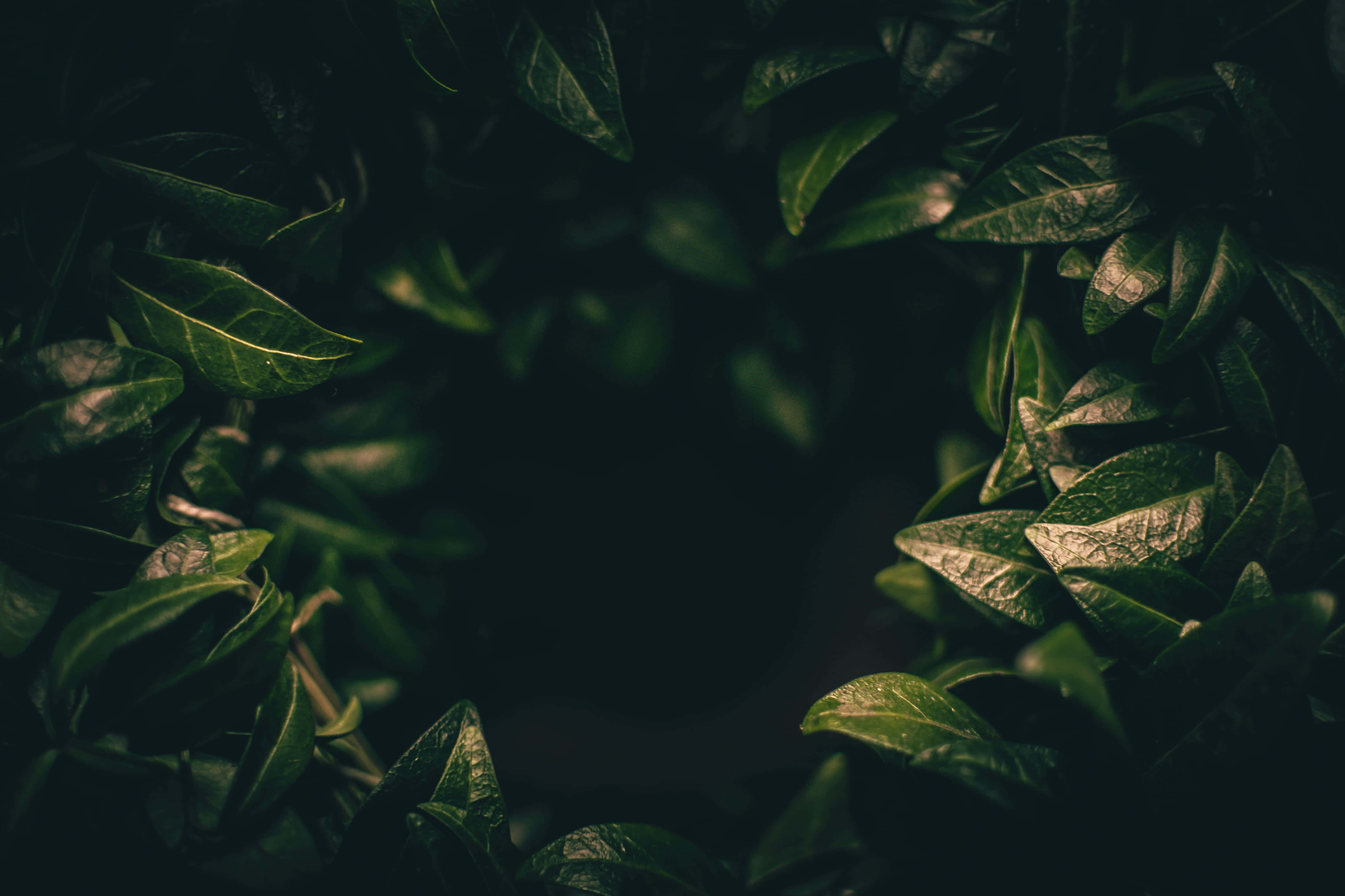 Imágenes de estética verde oscuro Fondos de pantalla