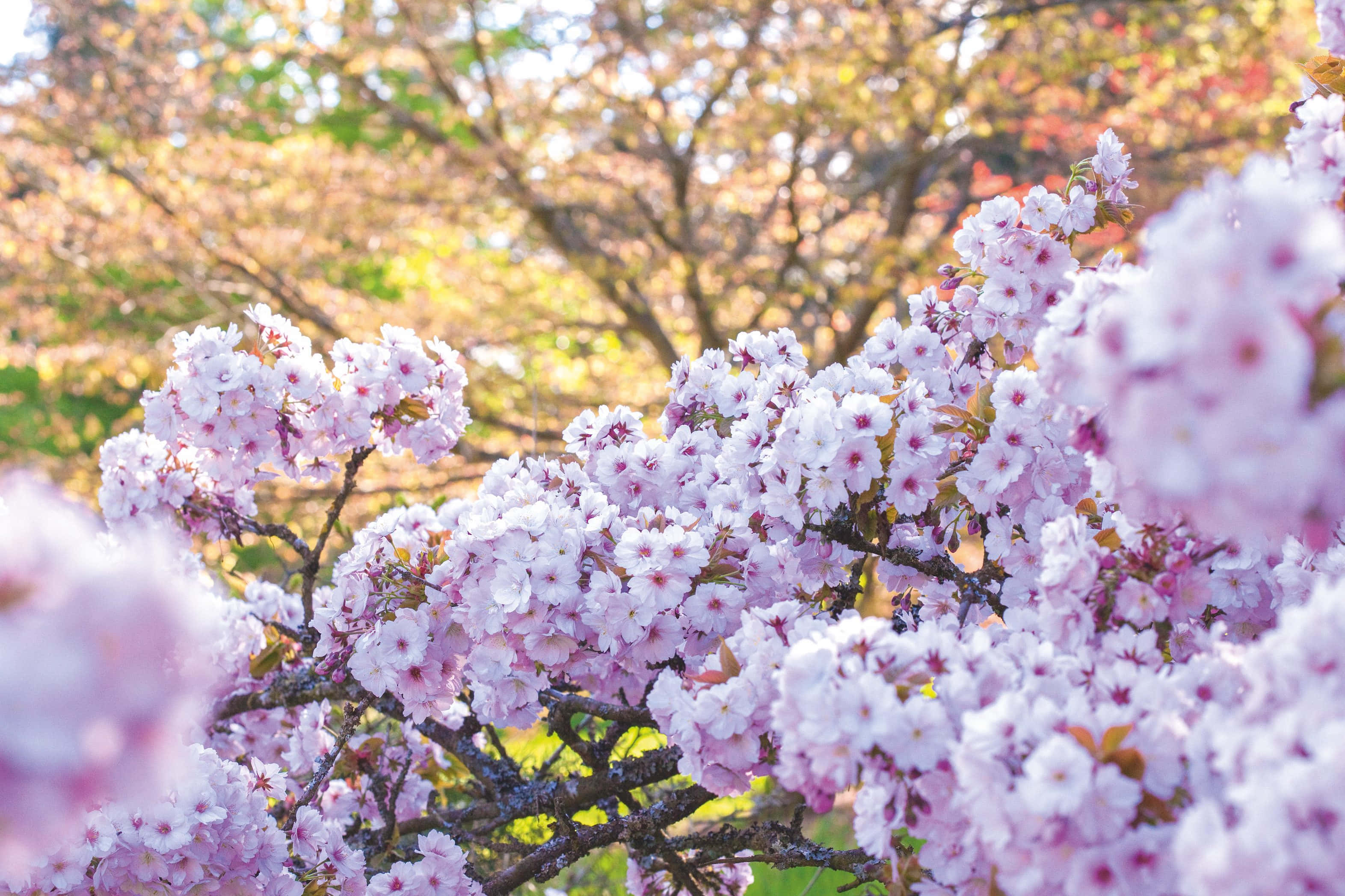 Imágenes de flor de cerezo Fondos de pantalla