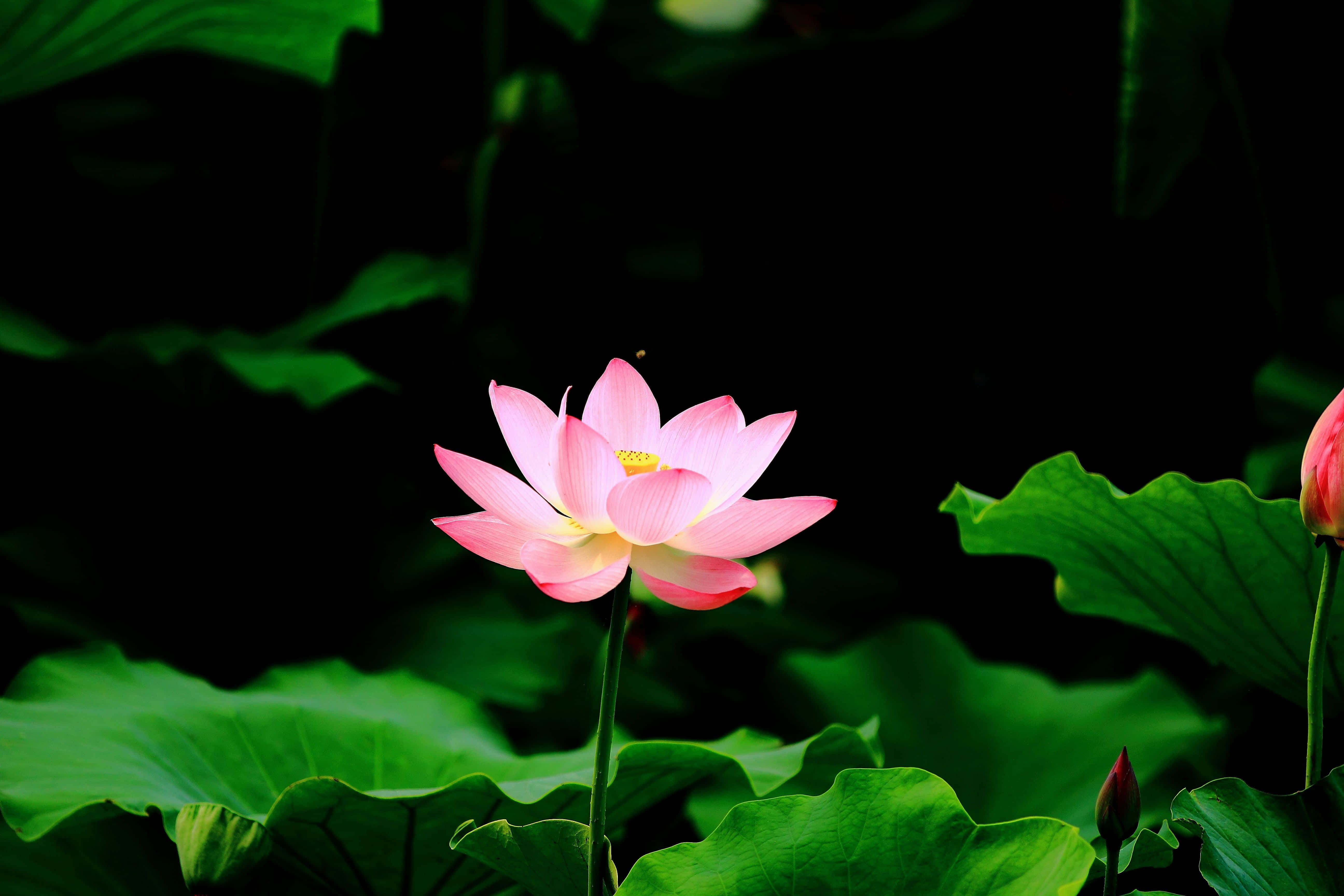 Imágenes de flor de loto Fondos de pantalla