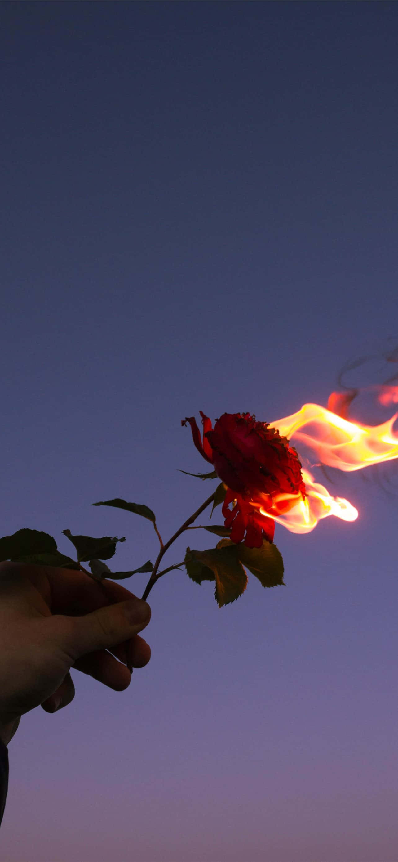 Imágenes de flores rojas Fondos de pantalla