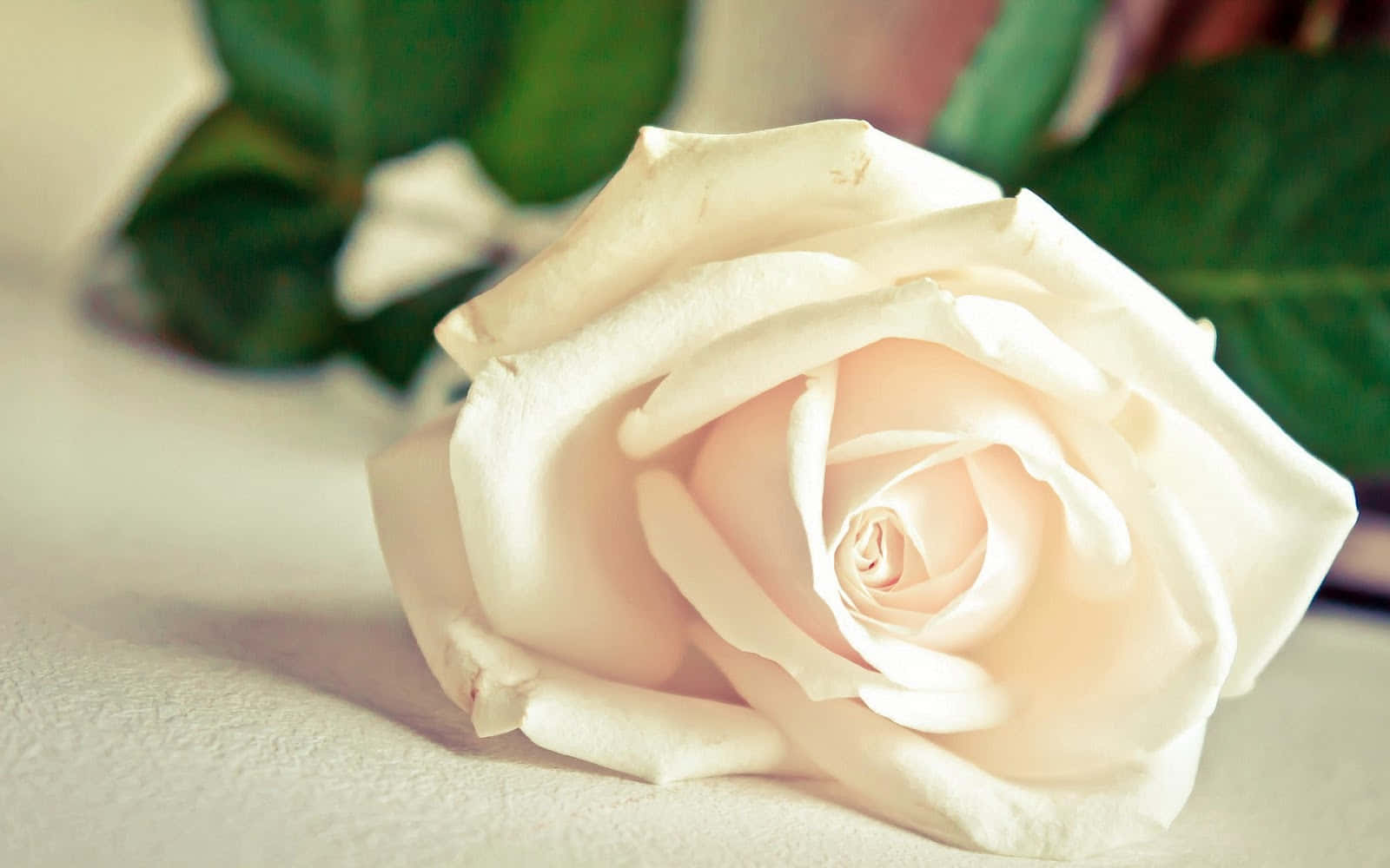 Imágenes de Rosas Blancas Elegantes Fondos de pantalla