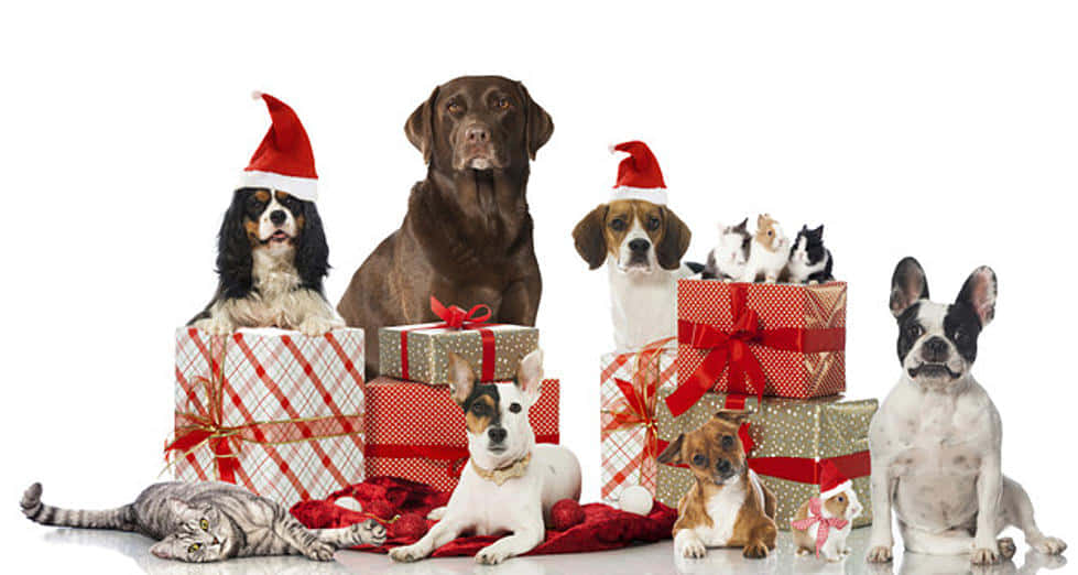 Imágenes divertidas de Navidad Fondos de pantalla