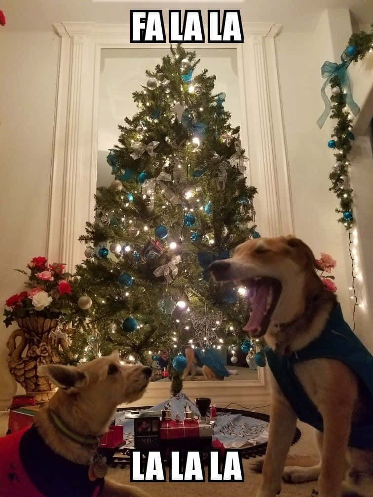Imágenes divertidas de Navidad Fondos de pantalla