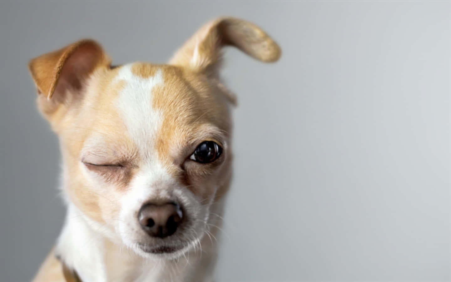 Imágenes divertidas de chihuahua guiñando el ojo Fondos de pantalla