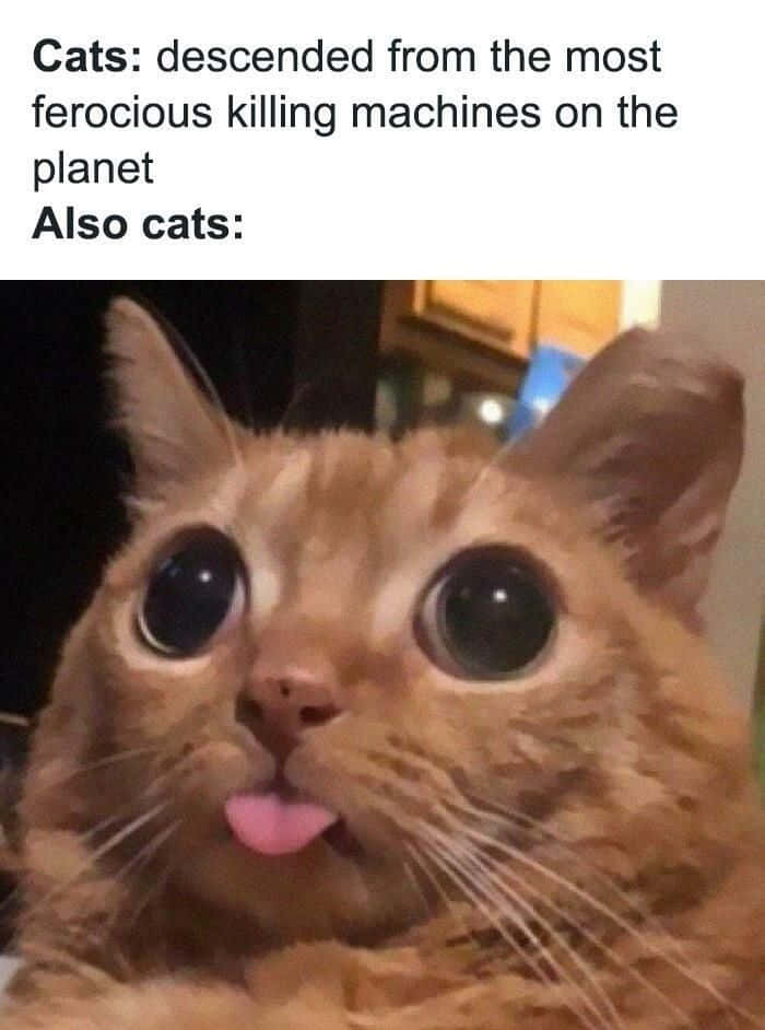 Imágenes Divertidas de Gato Sacando la Lengua para Memes Fondos de pantalla