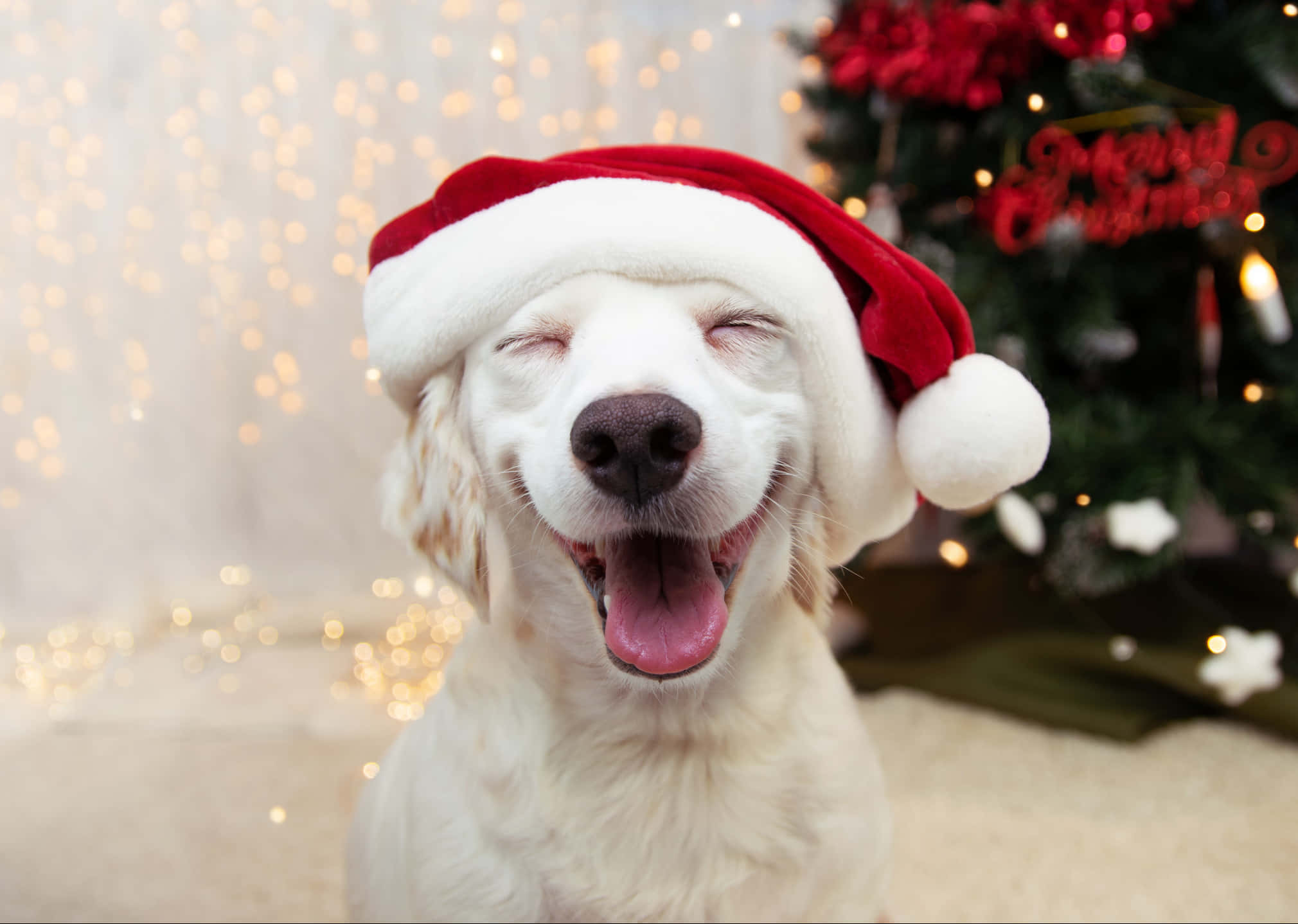 Imágenes divertidas de Navidad Fondos de pantalla