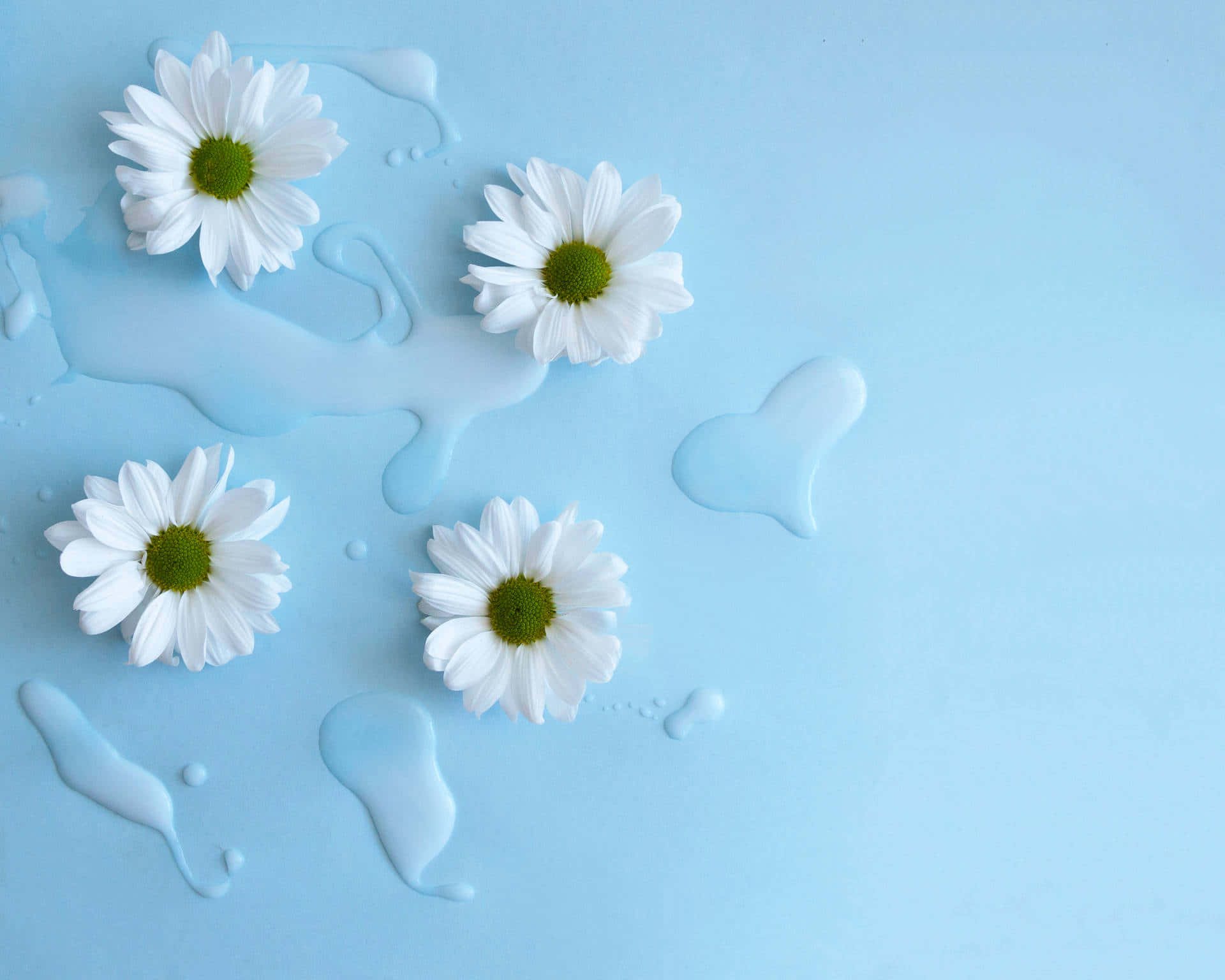 Imágenes estéticas de flores blancas y azules Fondos de pantalla