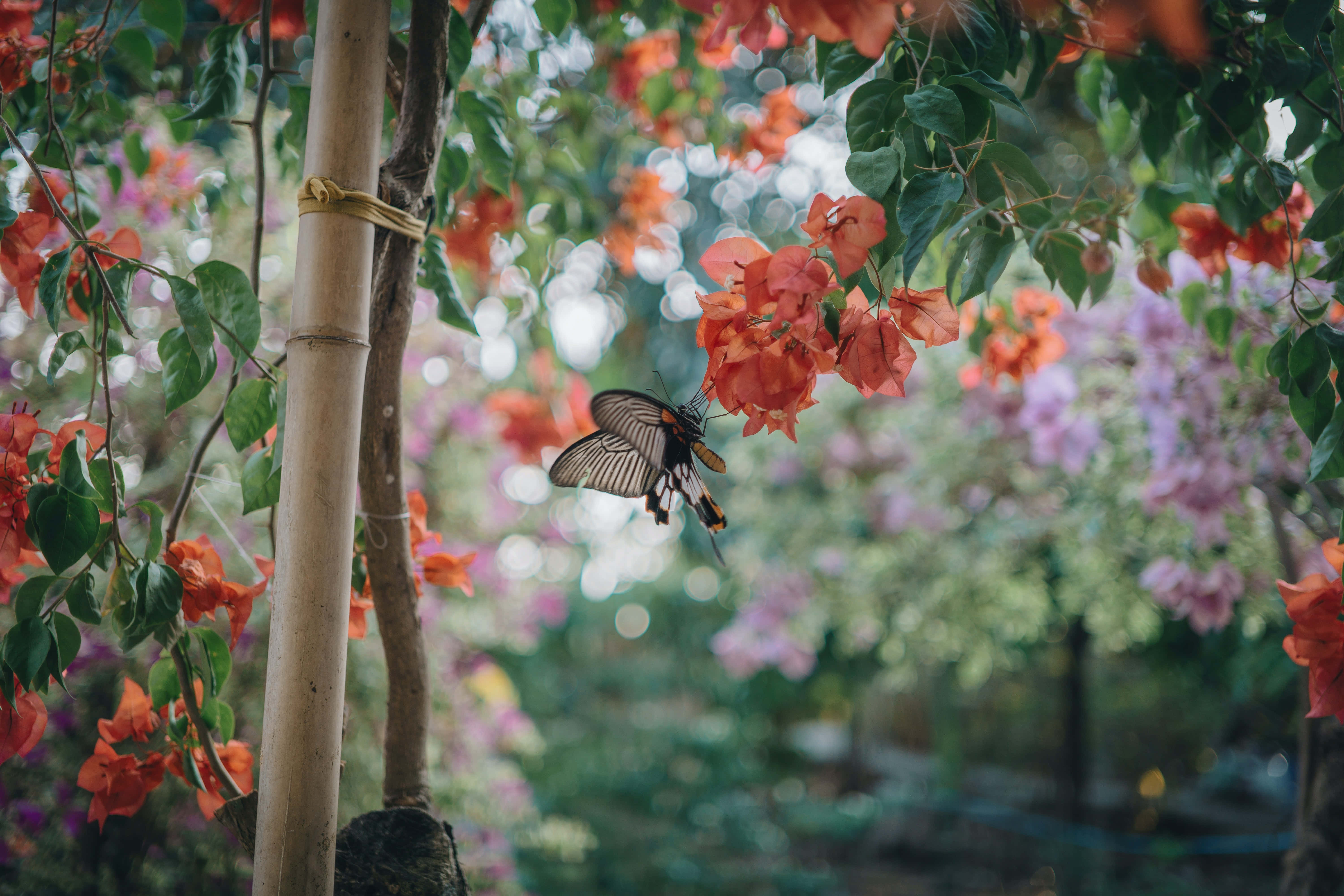 Imágenes estéticas de mariposas Fondos de pantalla