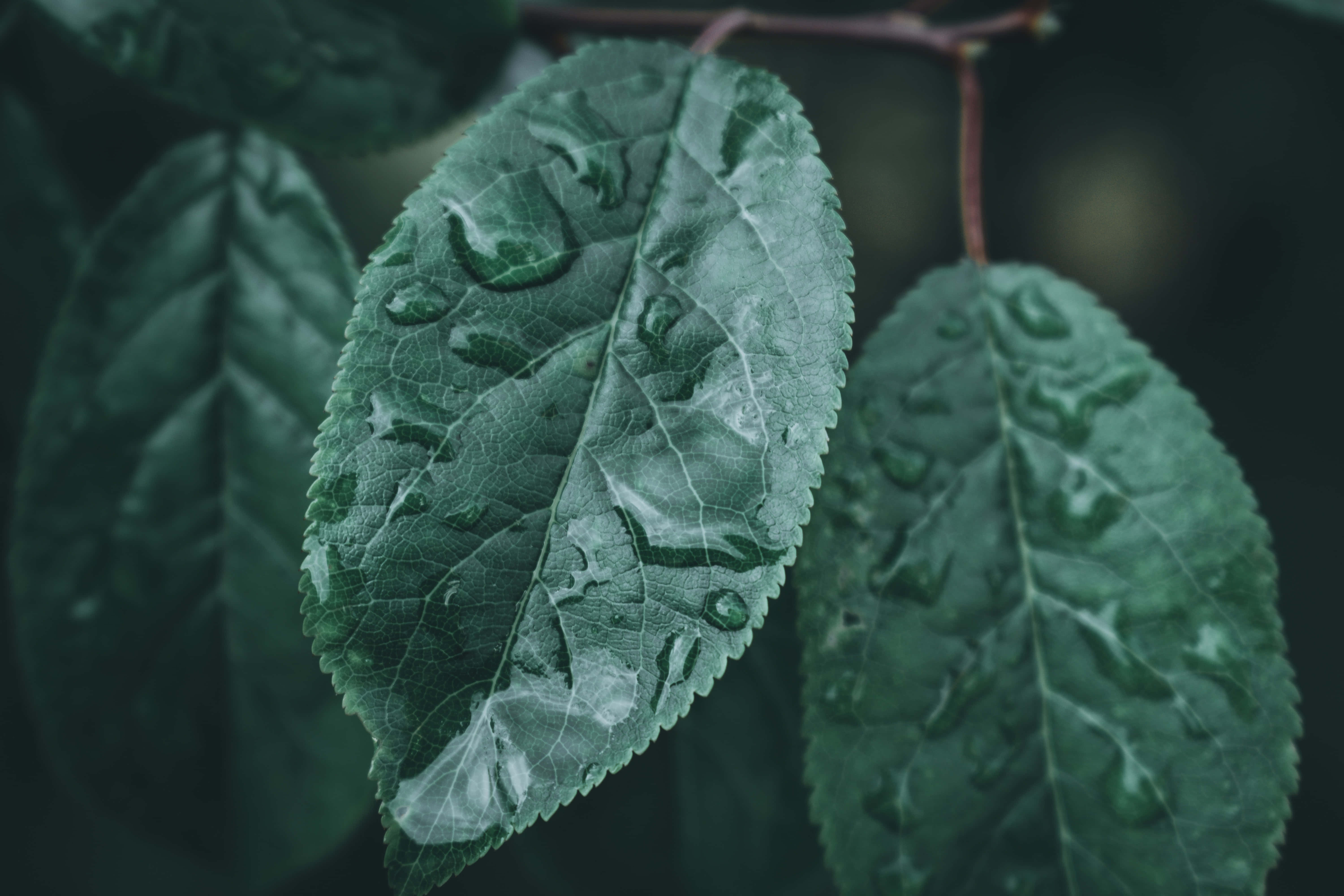 Imágenes estéticas verde oscuro Fondos de pantalla
