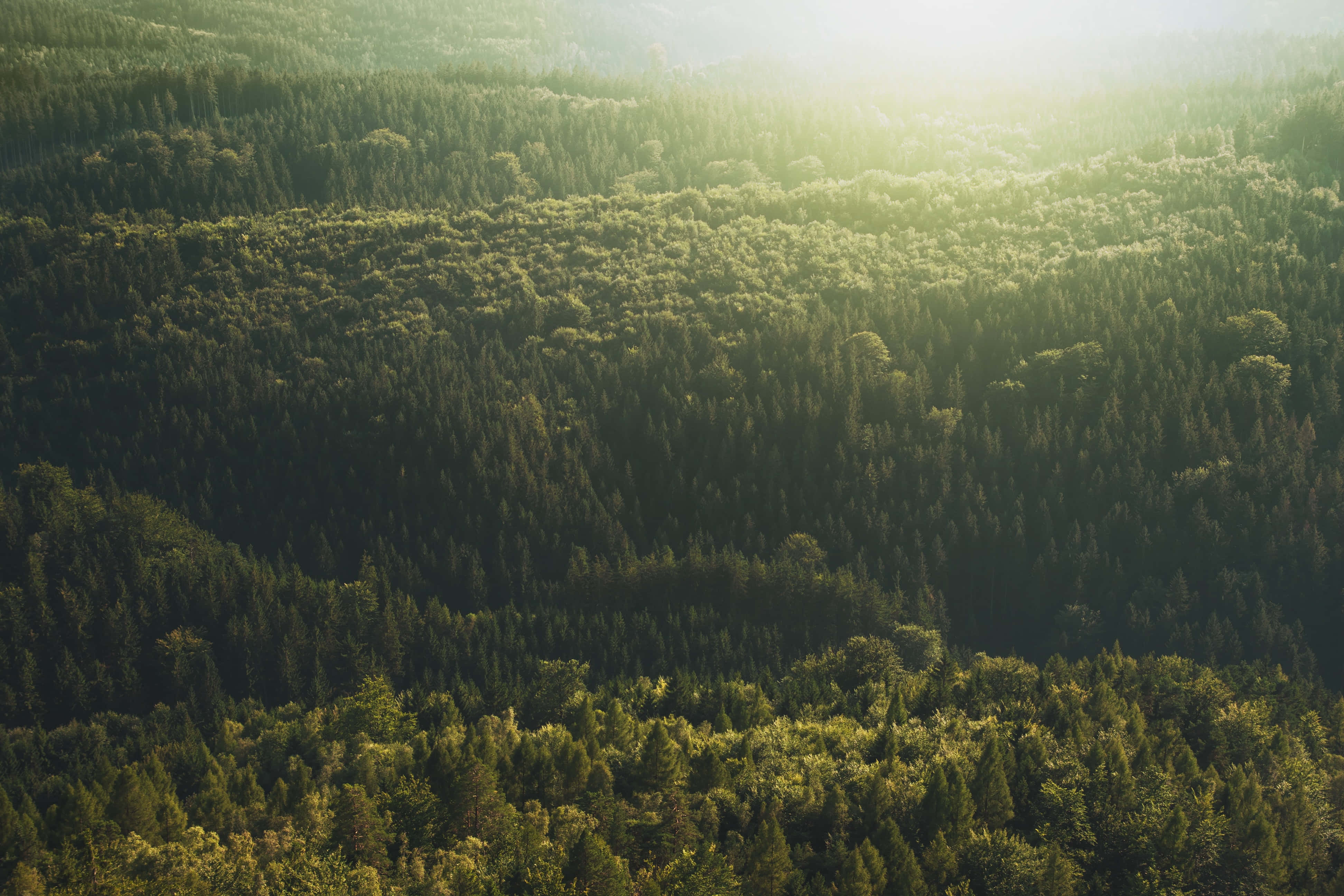 Imágenes estéticas verde oscuro Fondos de pantalla