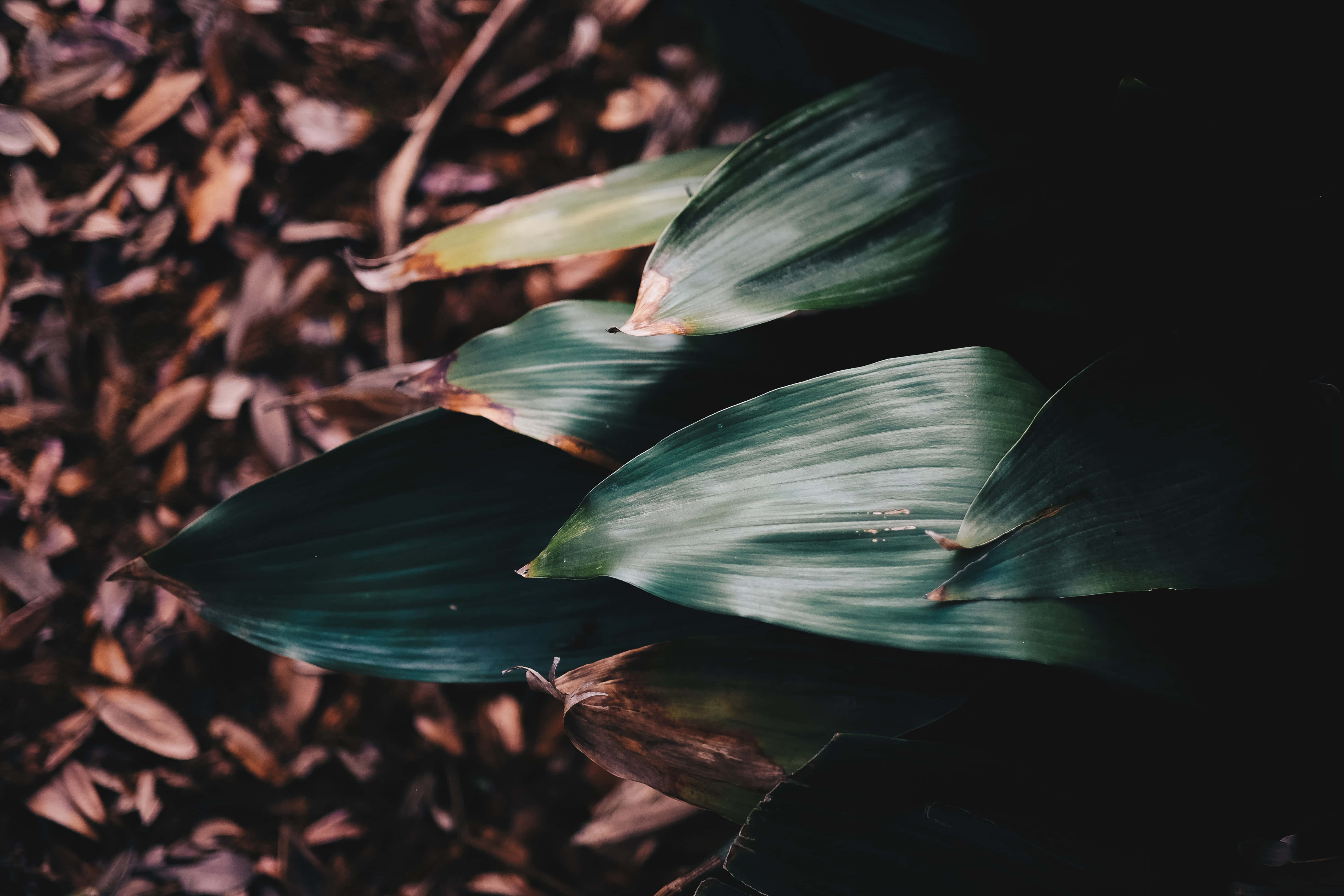 Imágenes estéticas verde oscuro Fondos de pantalla