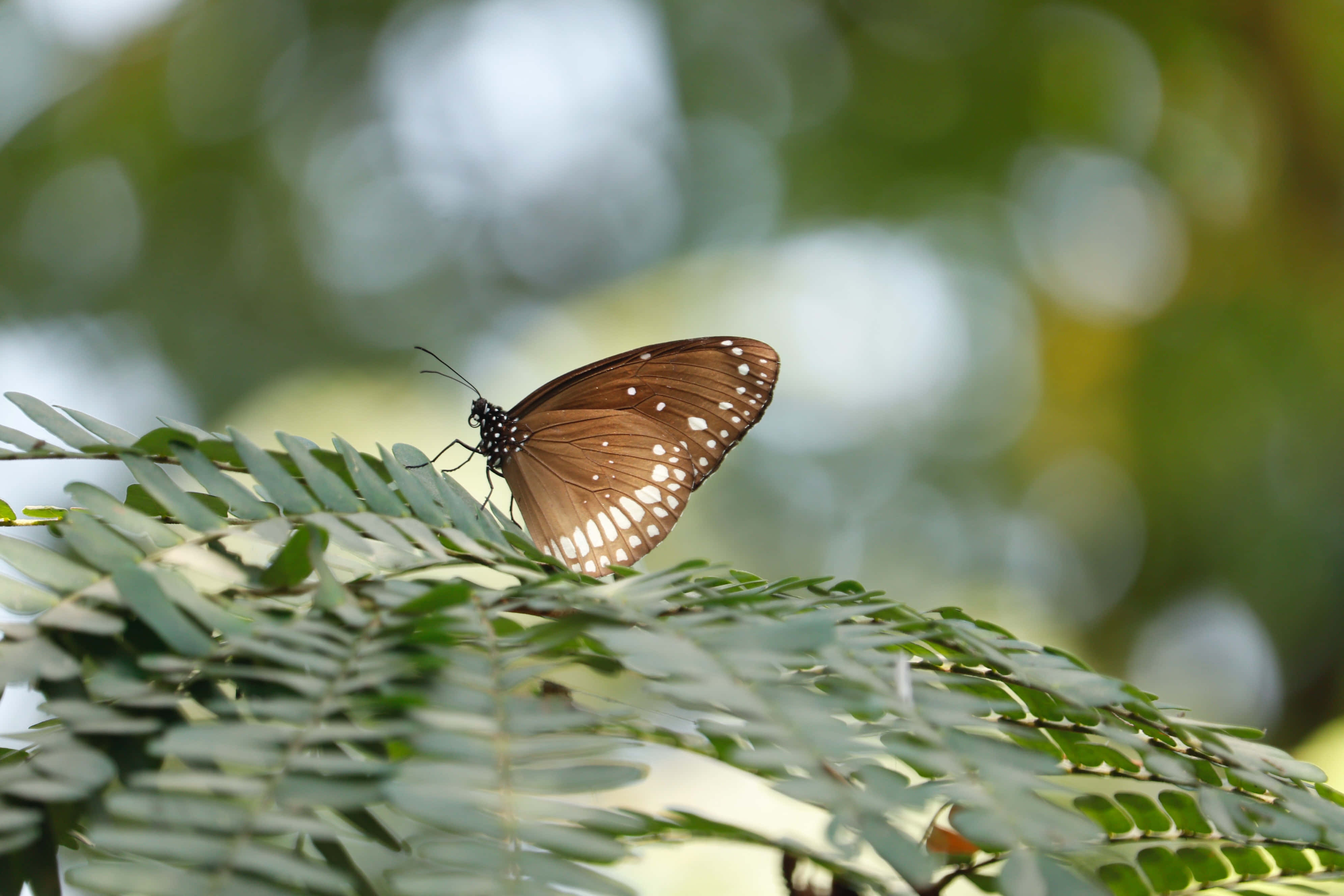 Imágenes estéticas de mariposas Fondos de pantalla