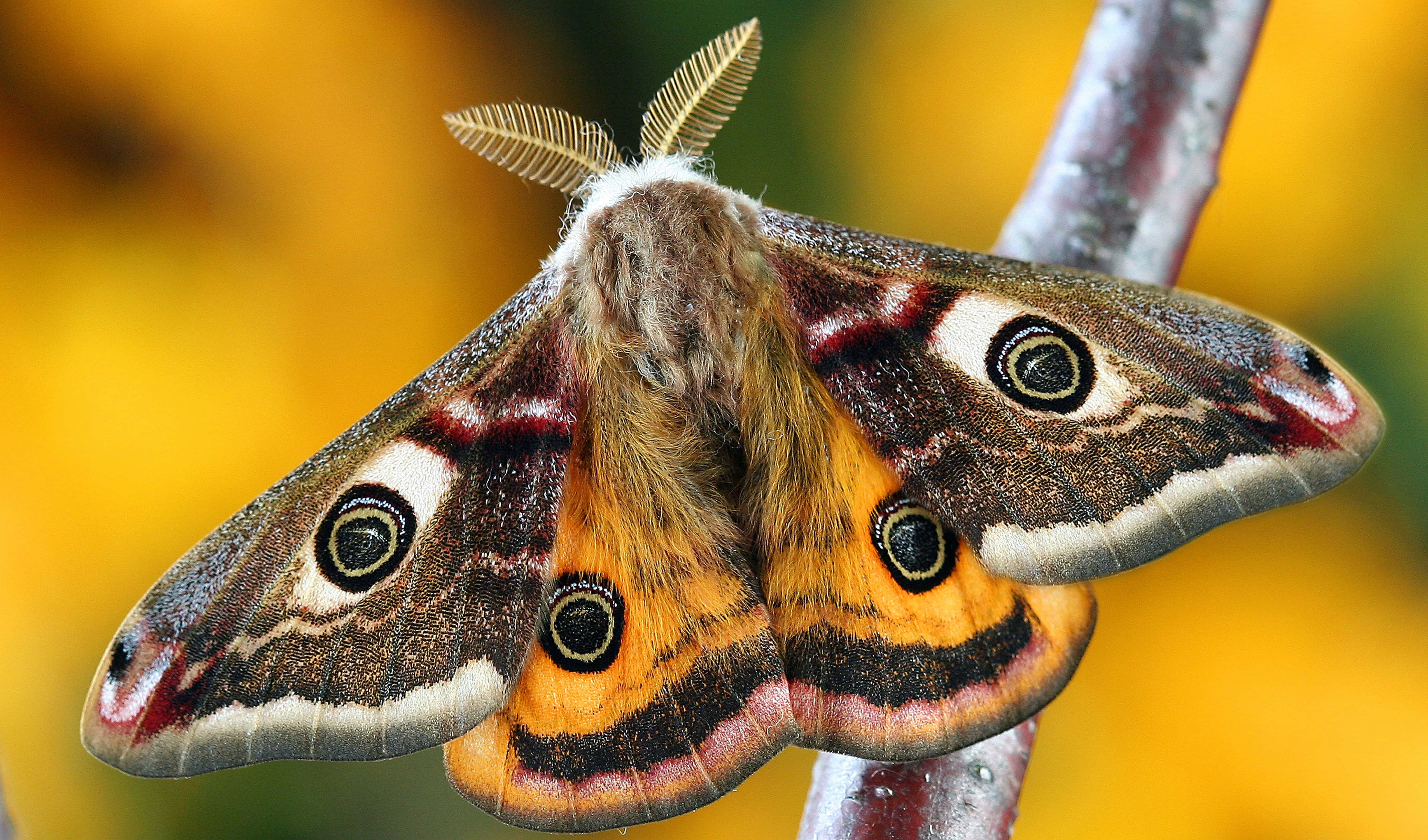 Imágenes estéticas de mariposas Fondos de pantalla