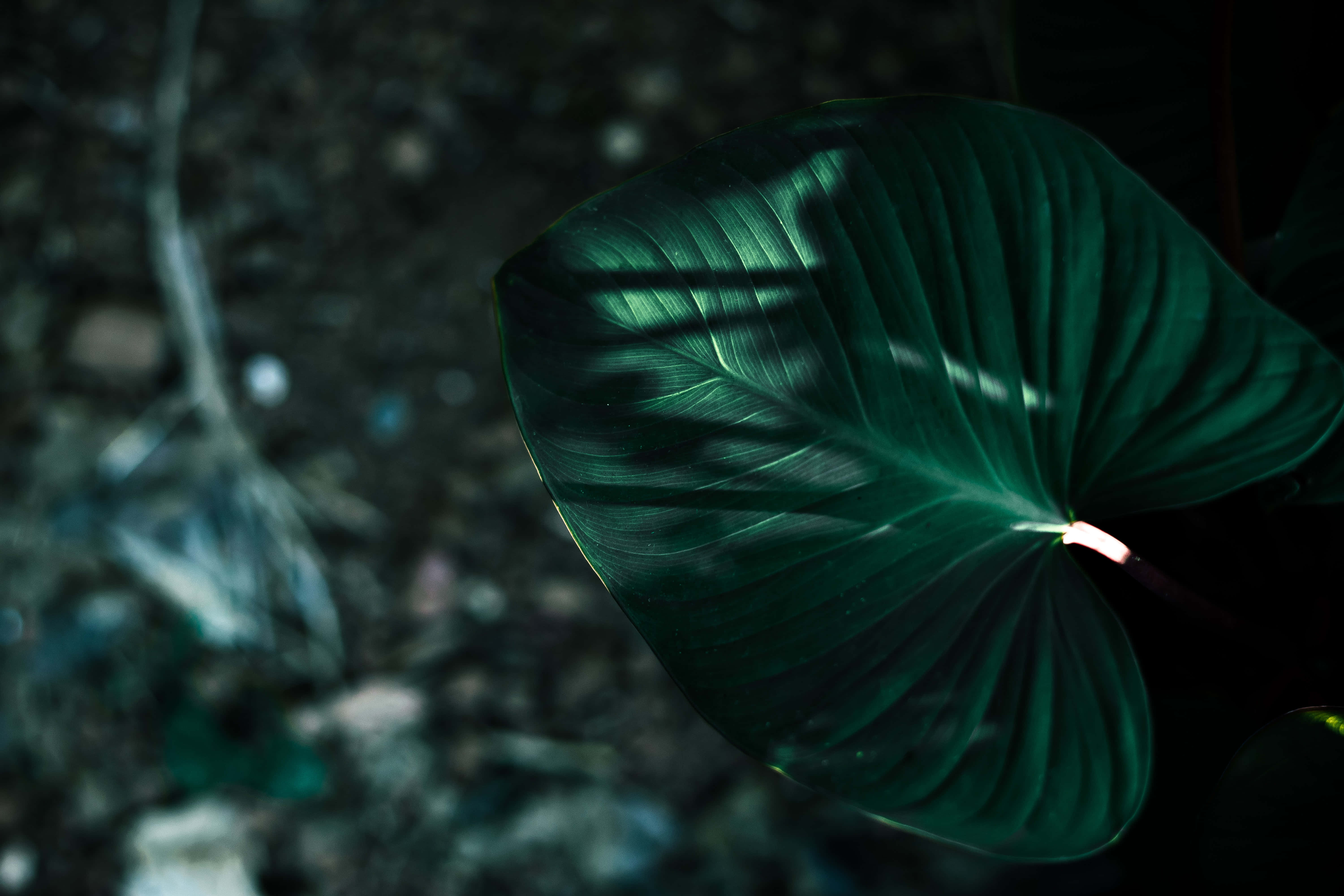 Imágenes estéticas verde oscuro Fondos de pantalla