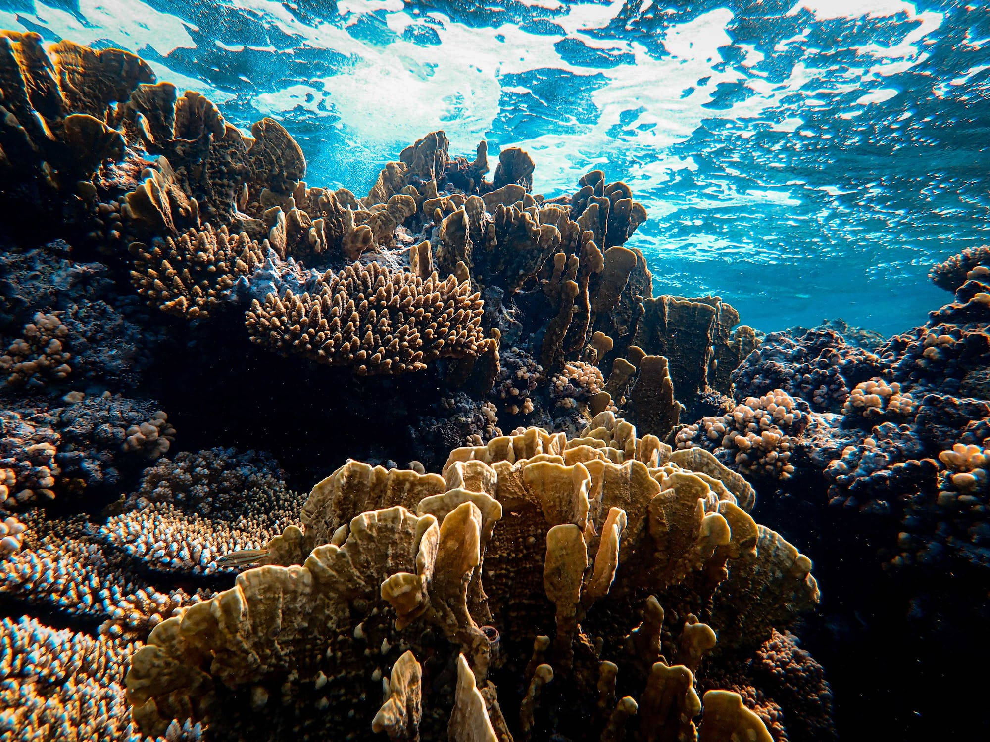 Impresionante Ecosistema Subacuático - Arrecife de Coral en el Mar Azul Fondos de pantalla