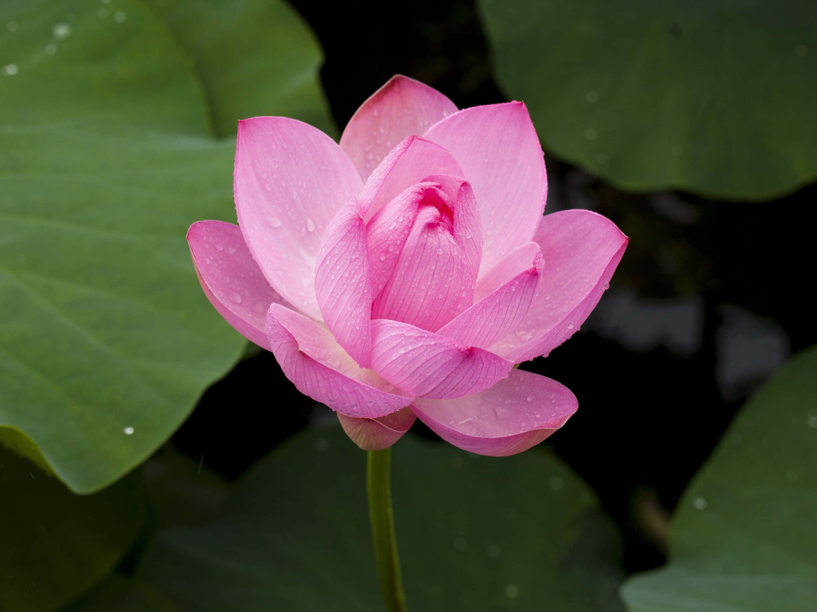 Impresionante Flor de Loto en Plena Floración Fondos de pantalla