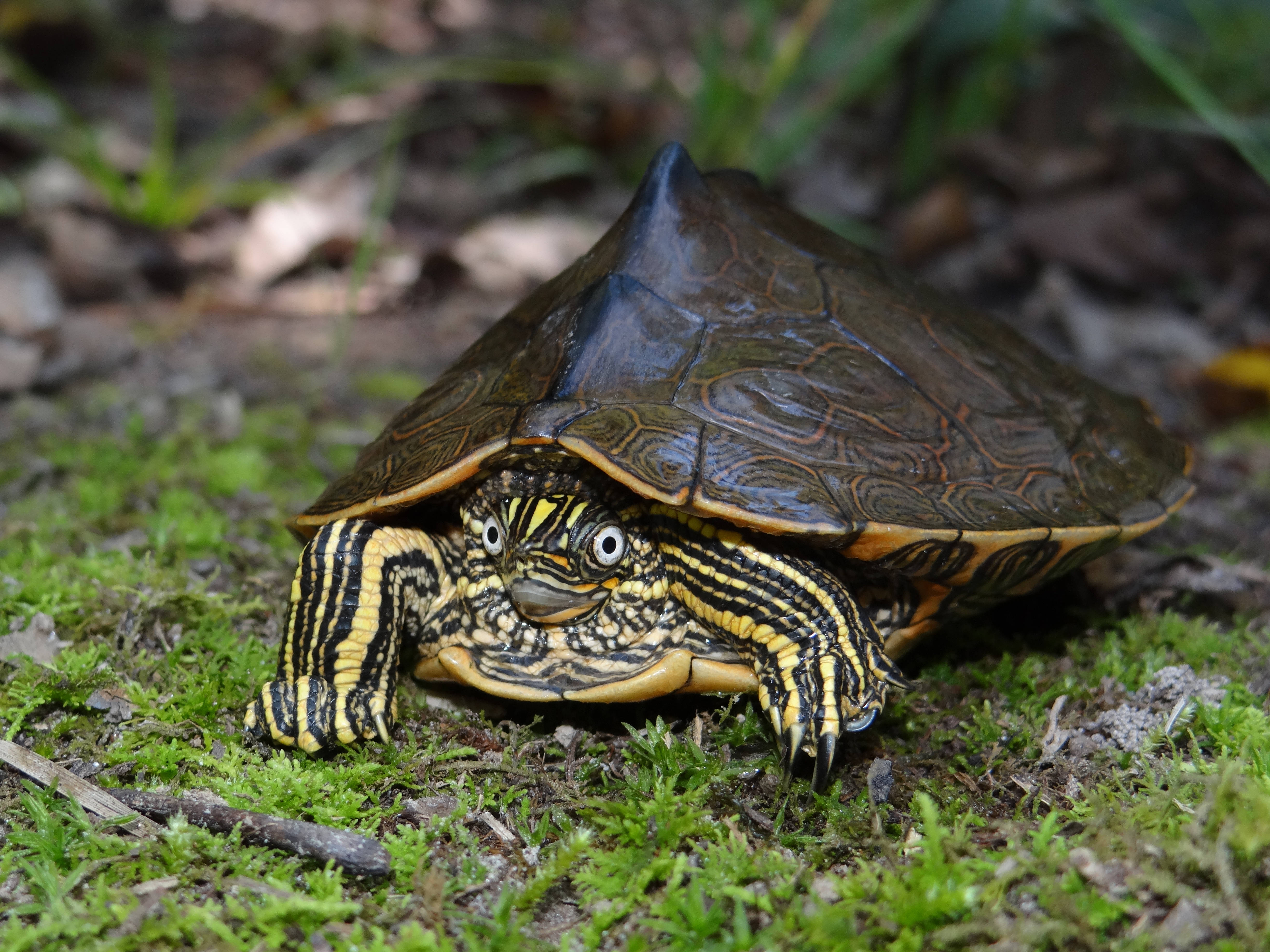 Impresionante foto de la tortuga mapa de Sabine Fondos de pantalla